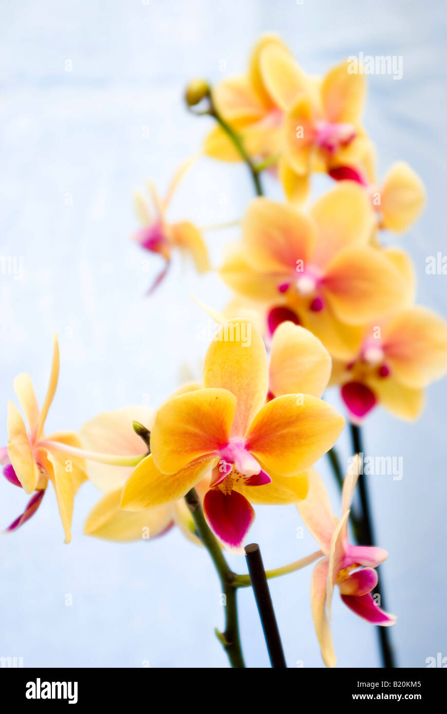 Motte Orchidee Blume Phalaenopsis in Blüte Stockfoto