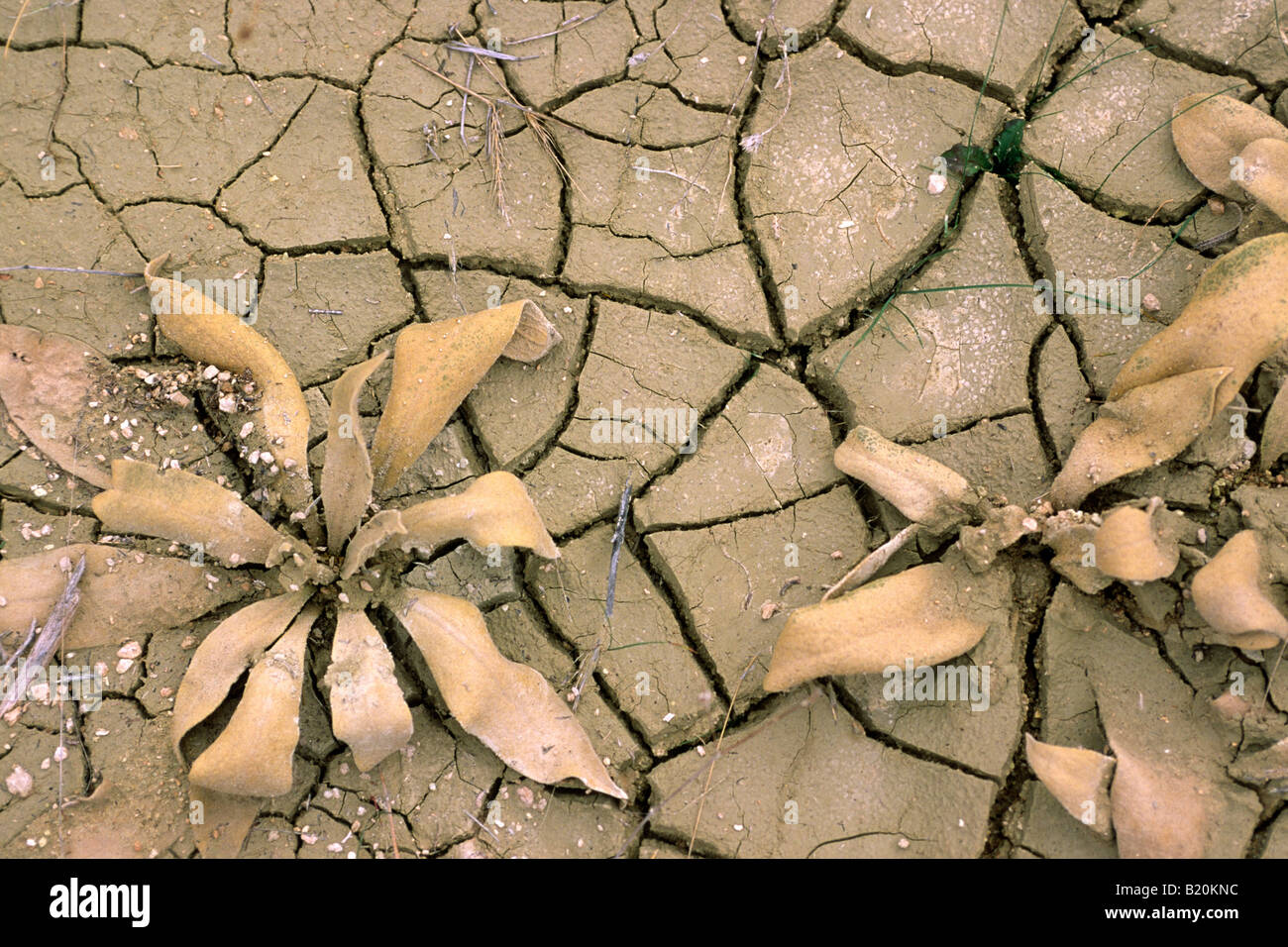 Truthahn, Kappadokien, zerrissener Boden aus nächster Nähe Stockfoto