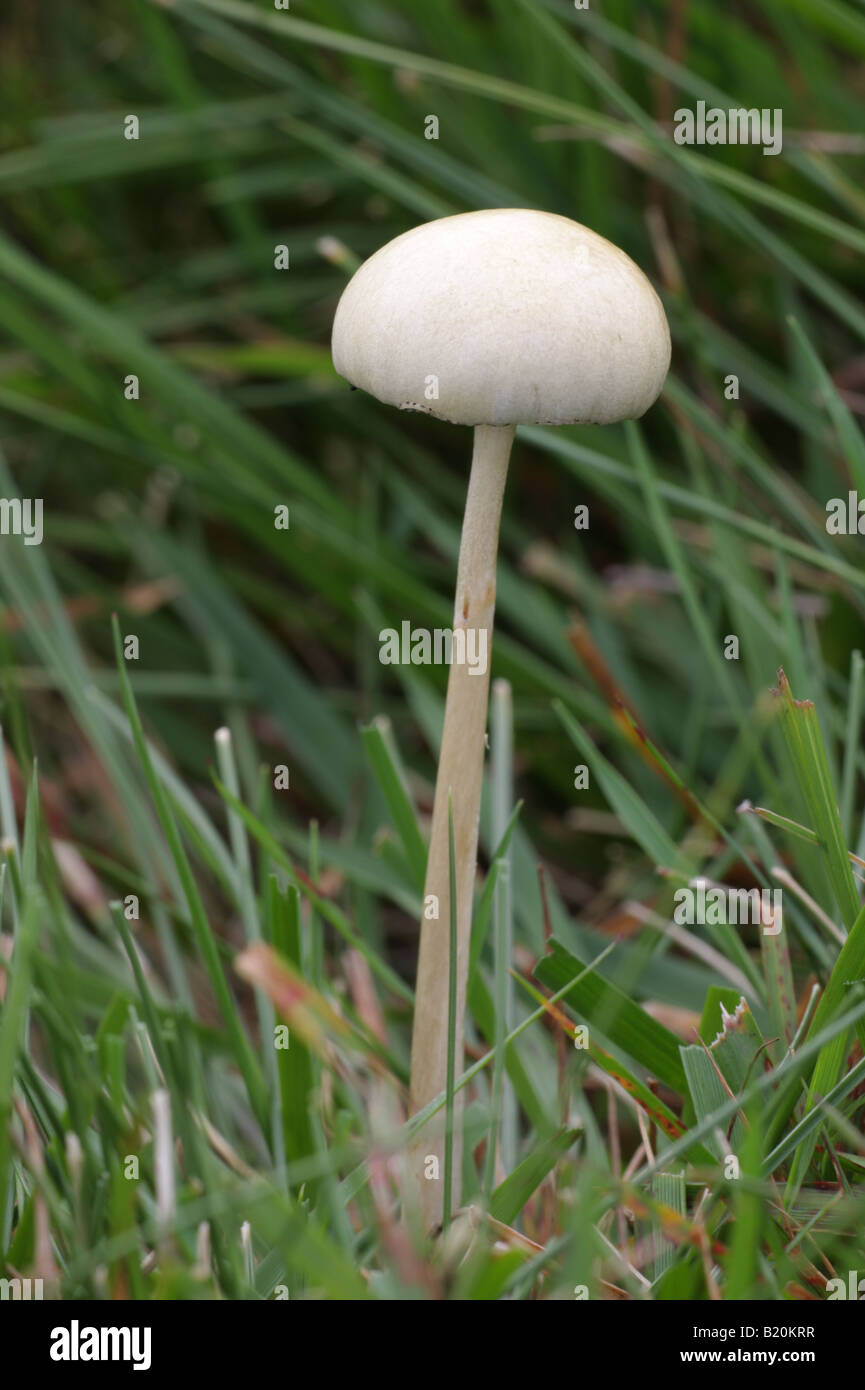 Dung Rundkopf - Träuschling semiglobata Stockfoto