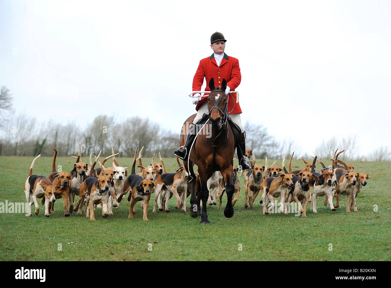 Jäger und sein Rudel von Jagdhunden in Devon Stockfoto