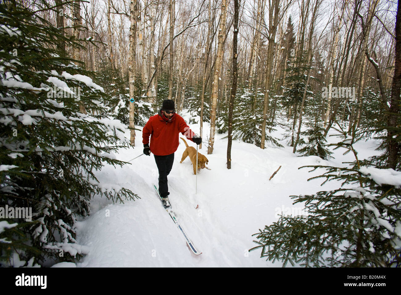 Ein Mann Langlauf mit seinem Hund am Catamount Trail in Stowe, Vermont  Stockfotografie - Alamy