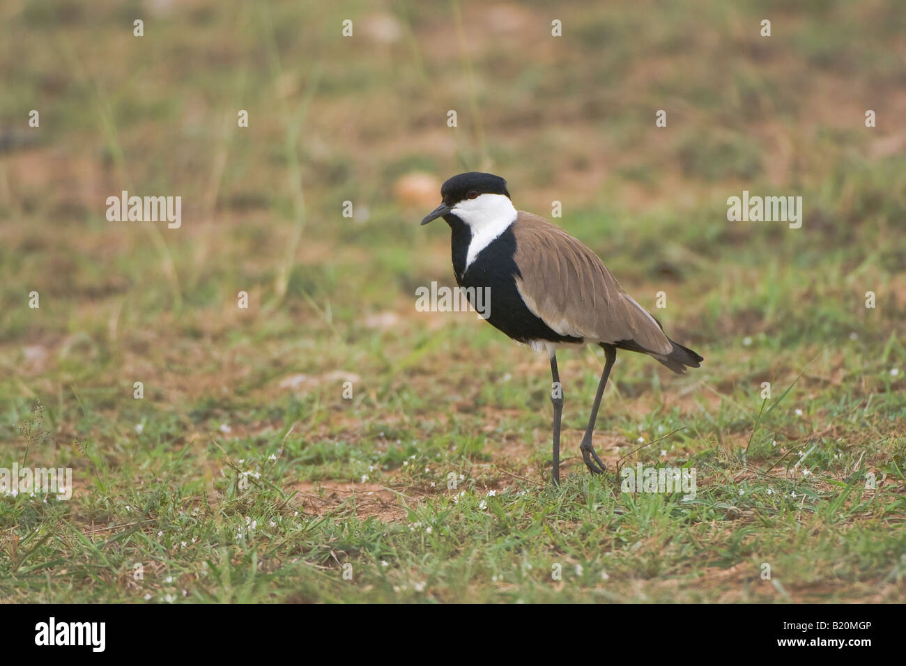 Sporn Winged Plover, Denya, Afrika Stockfoto