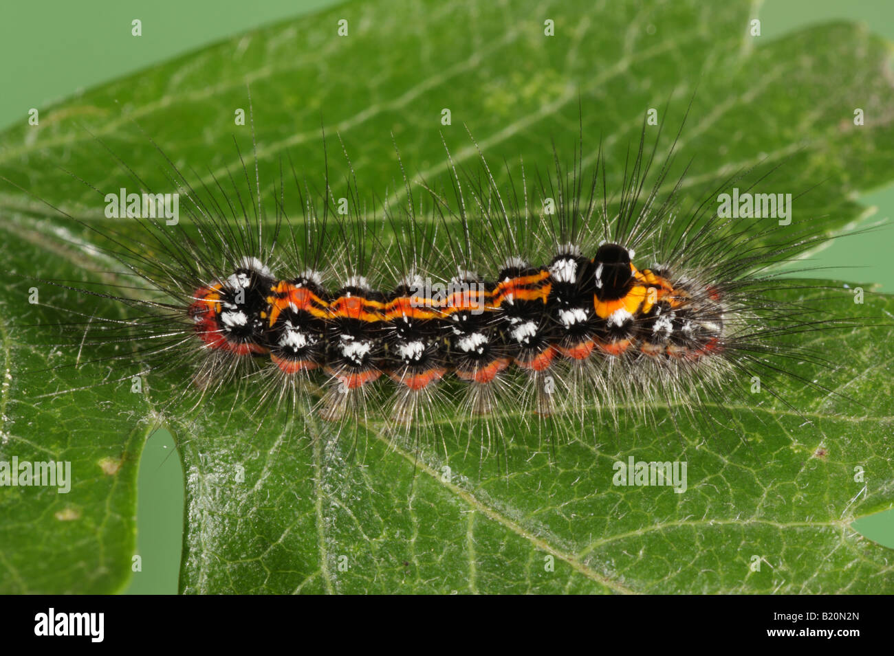 Gelbschwanz Motte Larve - Euproctis similis Stockfoto