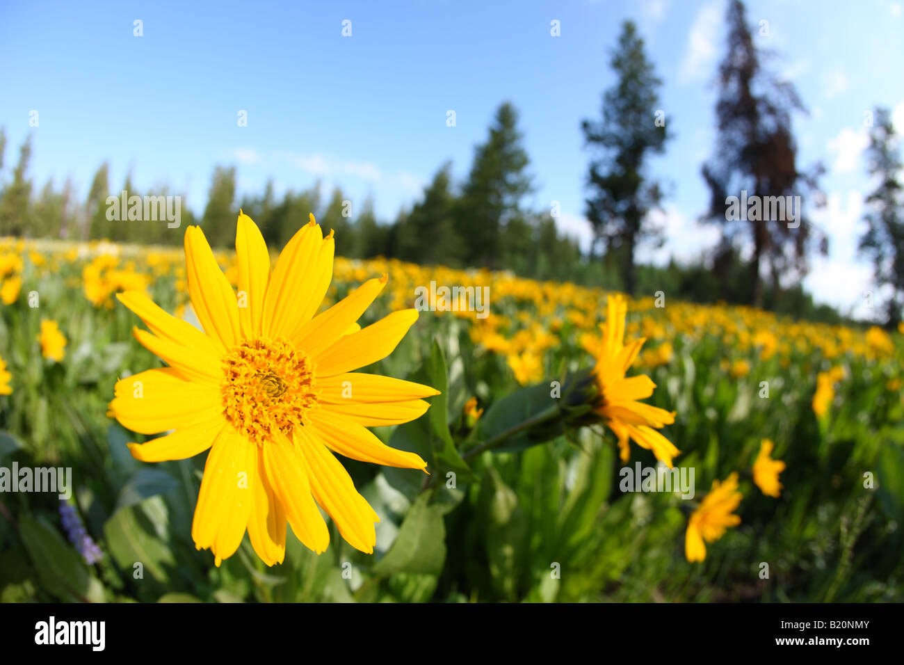 Bereich der bunten Arrowleaf Balsamwurzel Wildblumen im Targhee National Forest Idaho Stockfoto