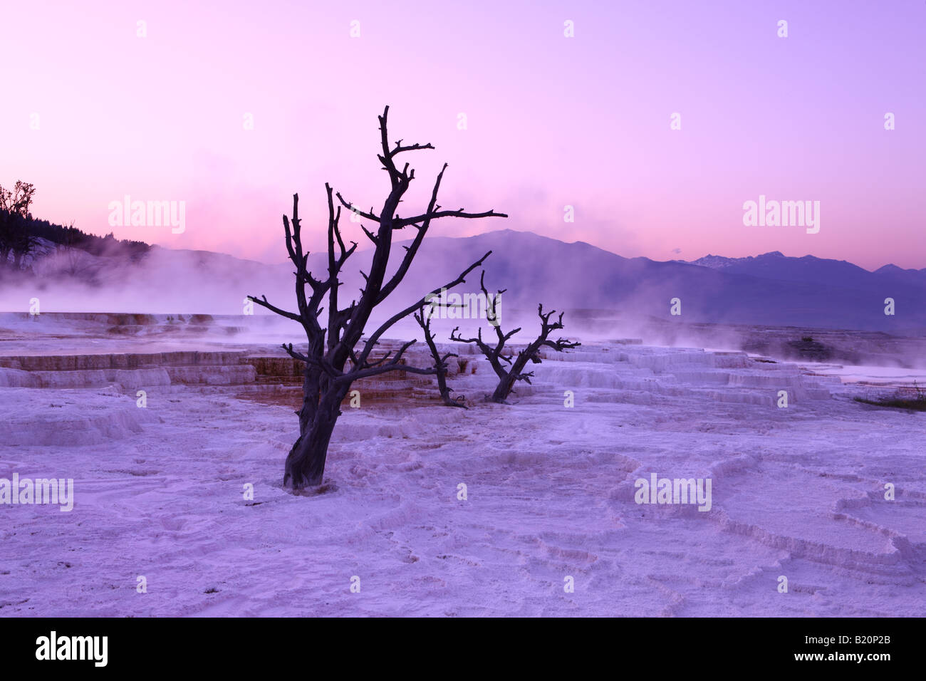 Abenddämmerung am oberen Terrassen Mammoth Hot Springs Yellowstone Nationalpark Wyoming USA Stockfoto