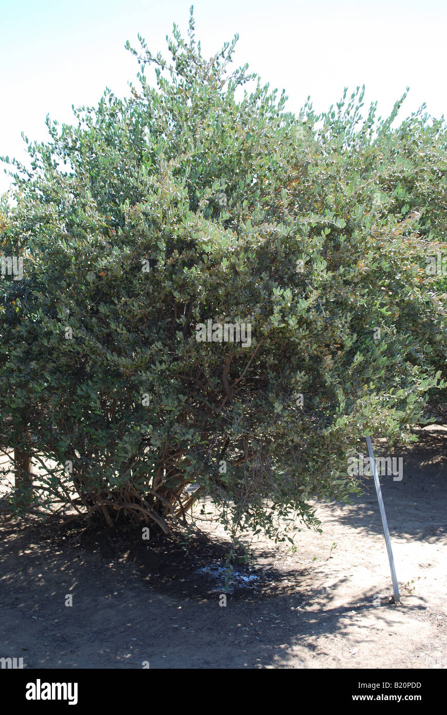 Jojoba Simmodsia Chinensis in einem kommerziellen Obstgarten auf Tropfbewässerung Jojoba ist ein Baum, der die amerikanischen Sonora-Wüste Stockfoto