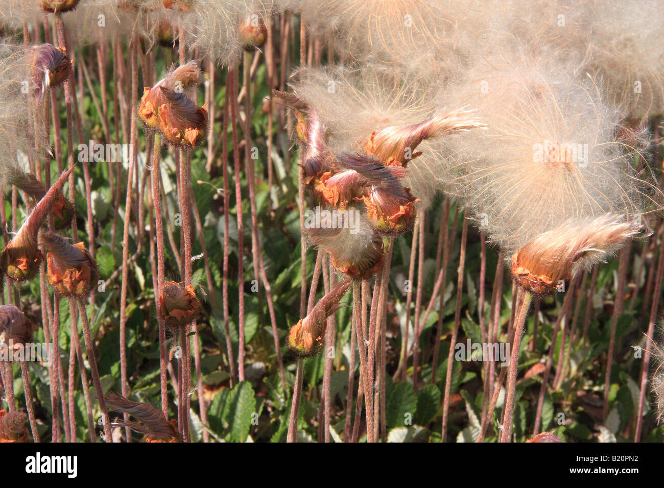 Gelbe Montain Avens an Golden, British Columbia Stockfoto