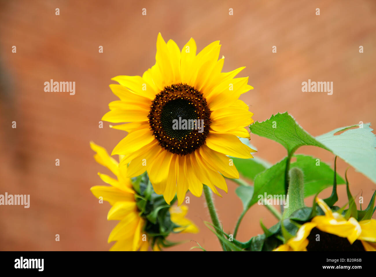 Sonnenblume (Helianthus Annuus) Stockfoto