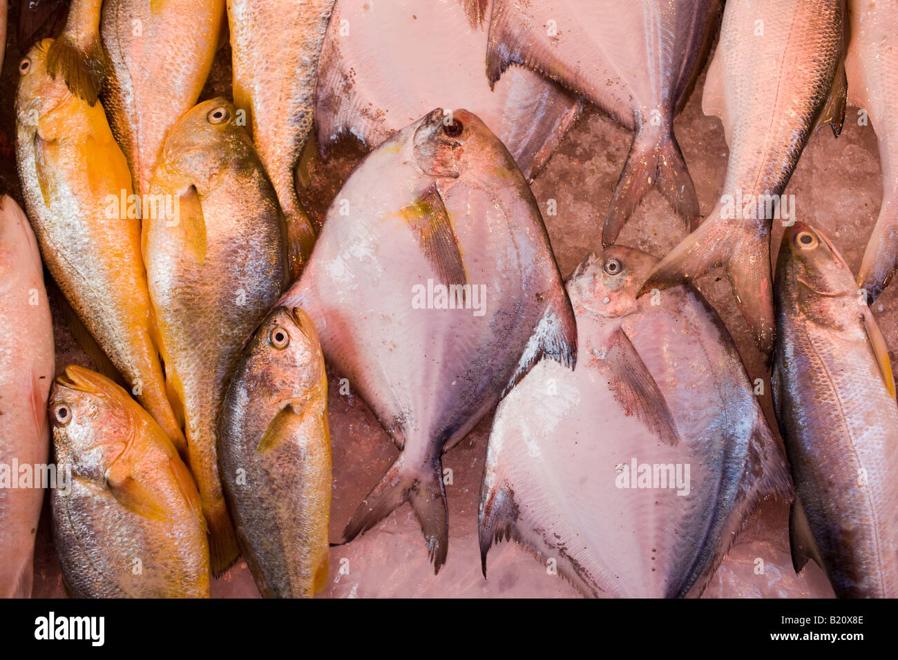 Frischer Fisch auf Verkauf in traditionellen alten chinesischen Soho-Lebensmittelmarkt in Graham Street Central Hong Kong China Stockfoto
