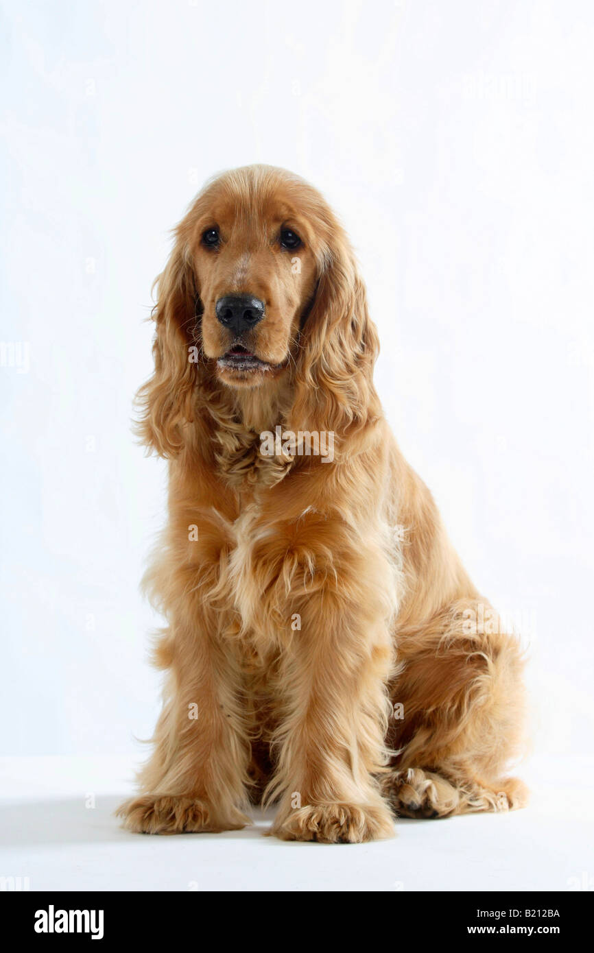 Englisch Cocker Spaniel 6 Monat Stockfoto
