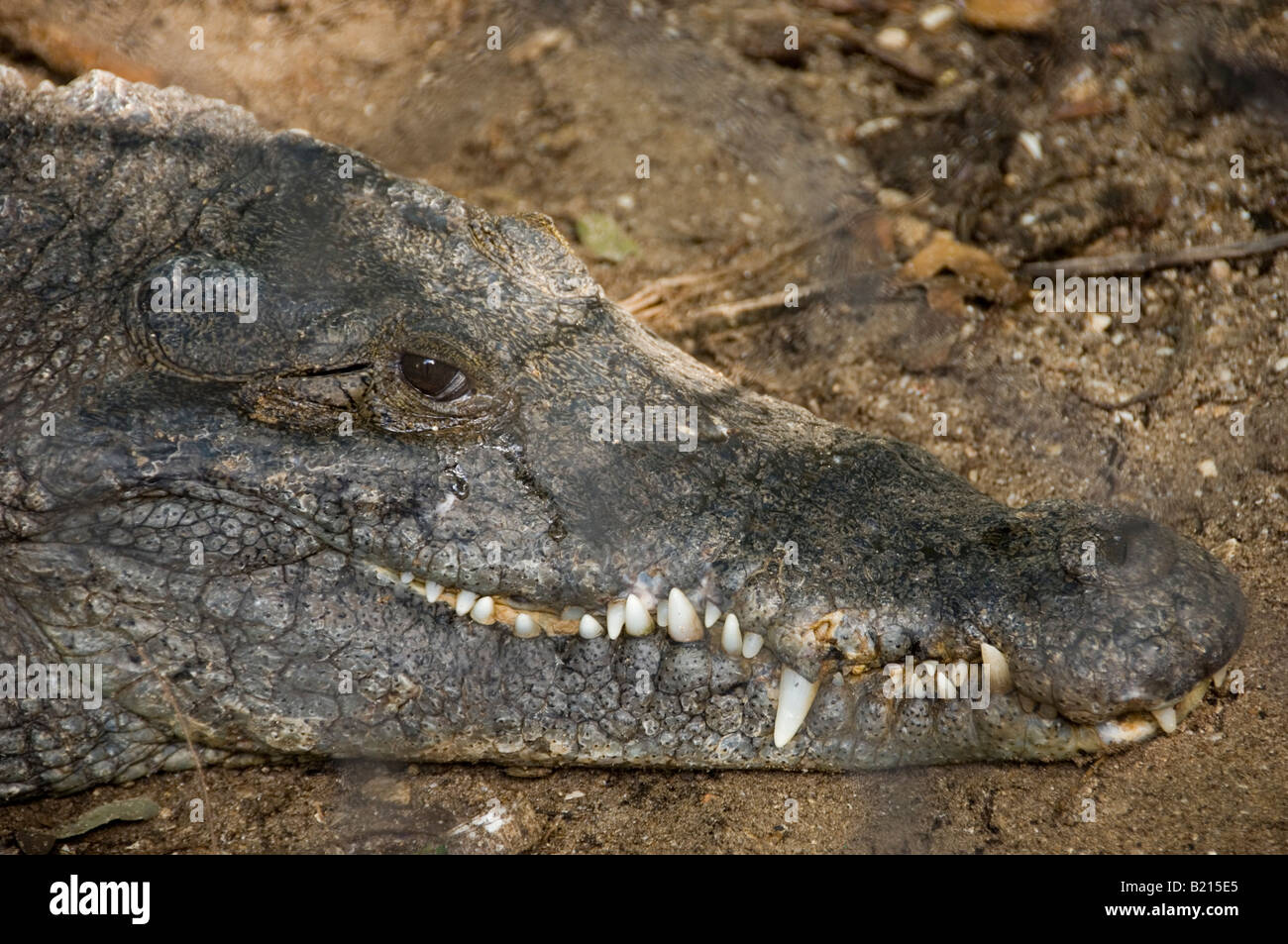 Nahaufnahme von Alligator Gesicht Stockfoto