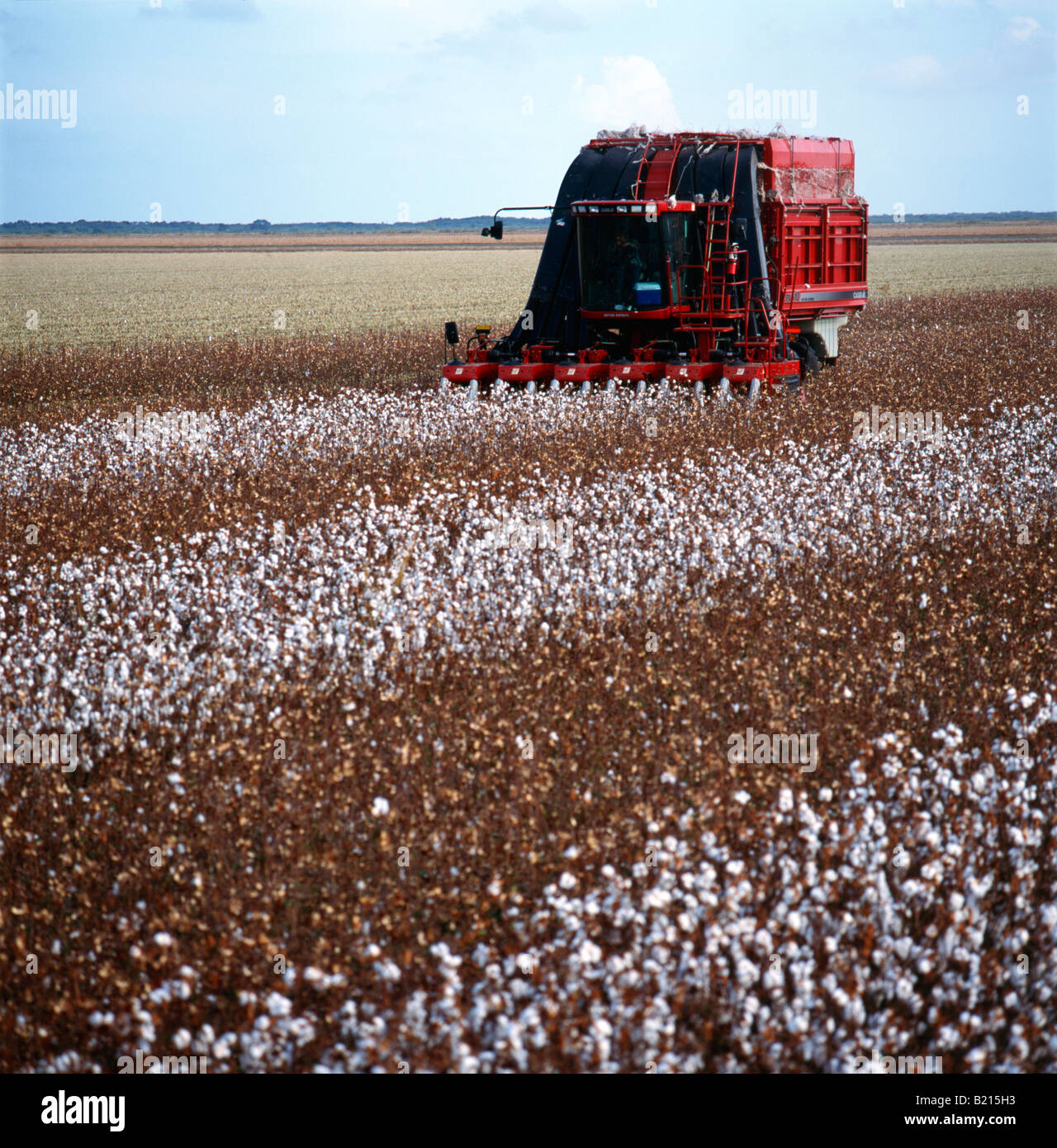 Automatisierte Baumwolle pflücken Maschine erntet ein Baumwollfeld Texas Stockfoto