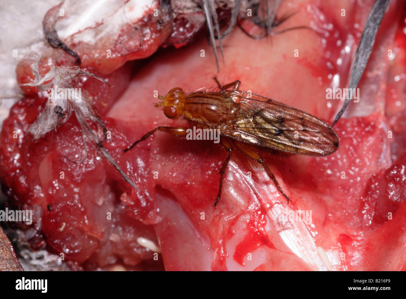 Eine Fliege männlichen Dryomyza Anilis verteidigt die Leiche gegen Rivalen und Verknüpfungen mit Eiablage Weibchen UK Stockfoto