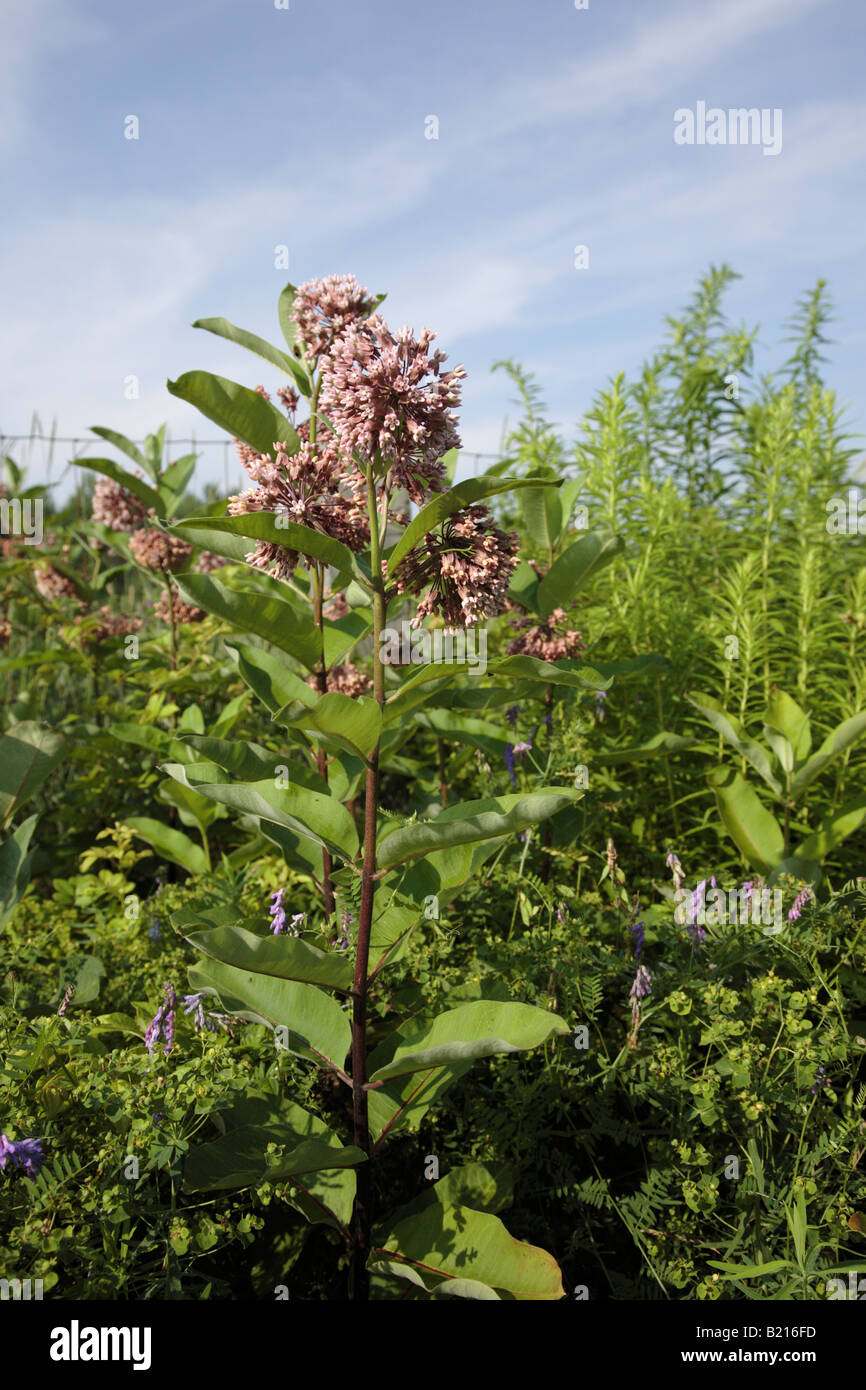 Wolfsmilch... Asclepias Syriaca... ...bei der Sommermonate Stockfoto