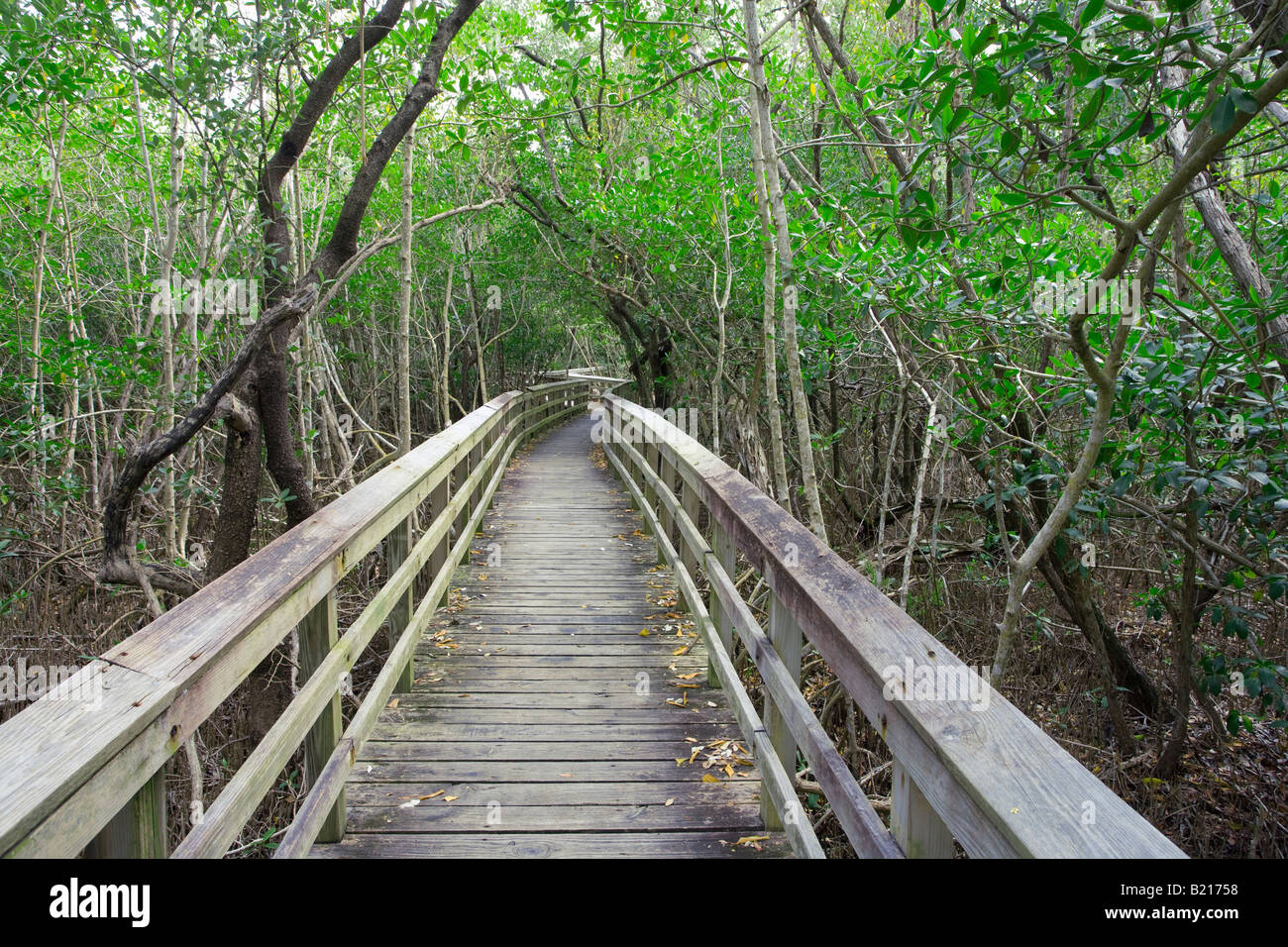 Gehweg durch dichten Wald im Everglades-Nationalpark, Florida, USA Stockfoto