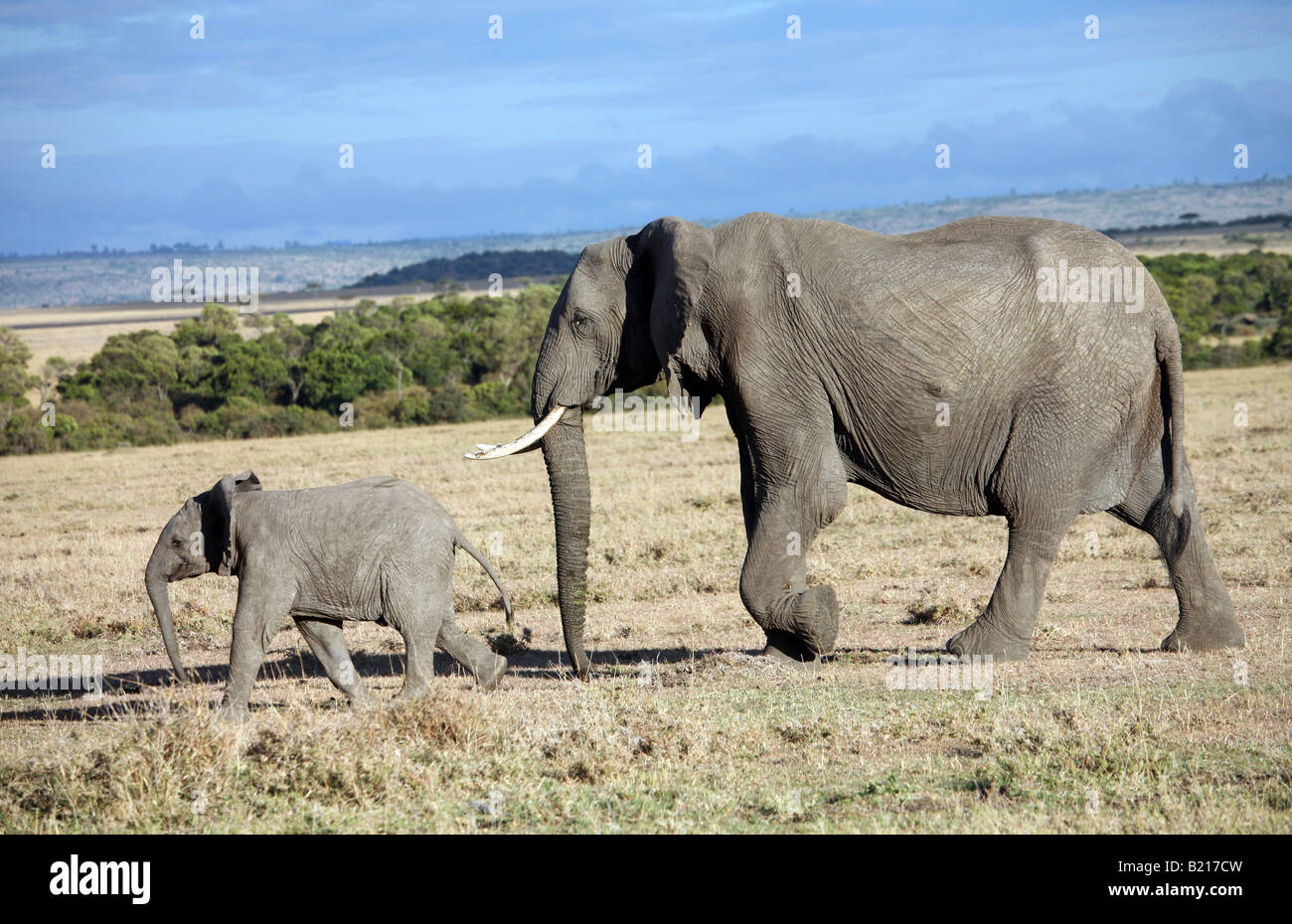 kleine und große Elefanten in Kenia Stockfoto