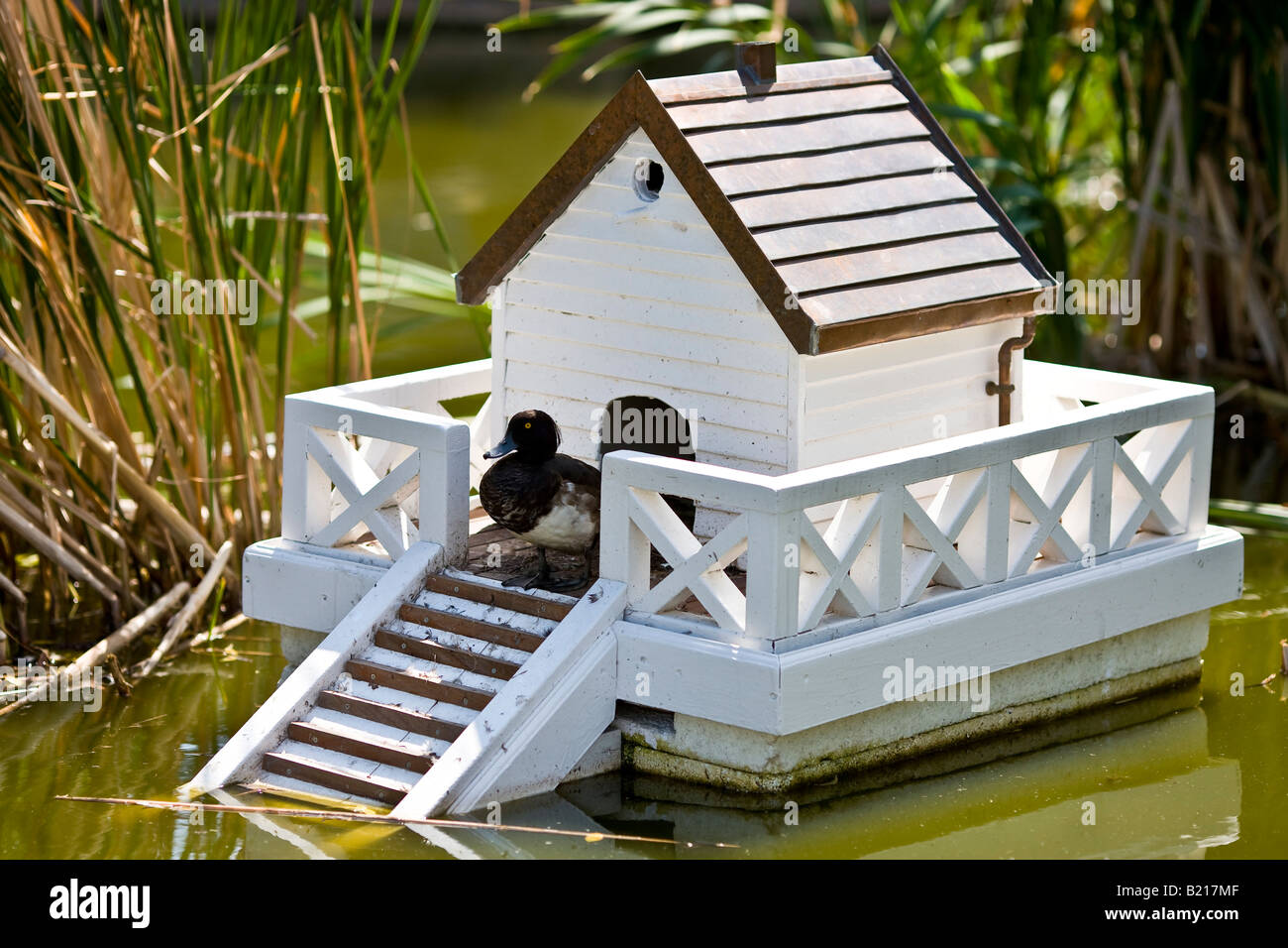 Schwimmendes entenhaus auf dem teich Fotos und Bildmaterial in hoher