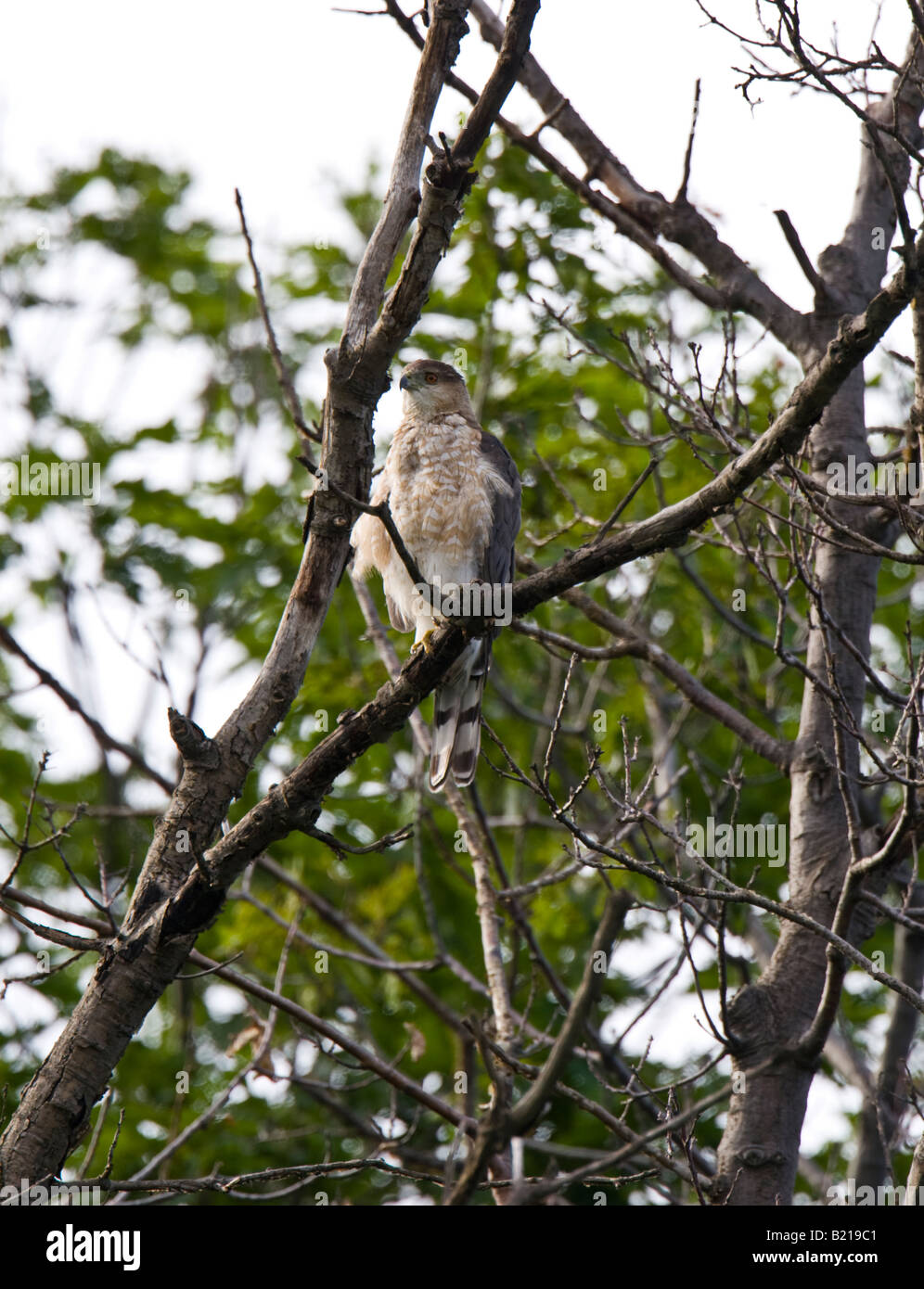 Cooper's Hawk Stockfoto