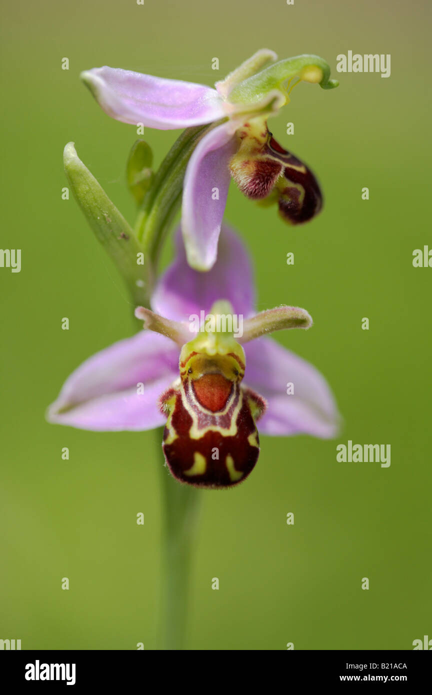 Wilde Biene Orchidee (Ophrys Apifera) auf einer Wiese Norfolk UK Stockfoto