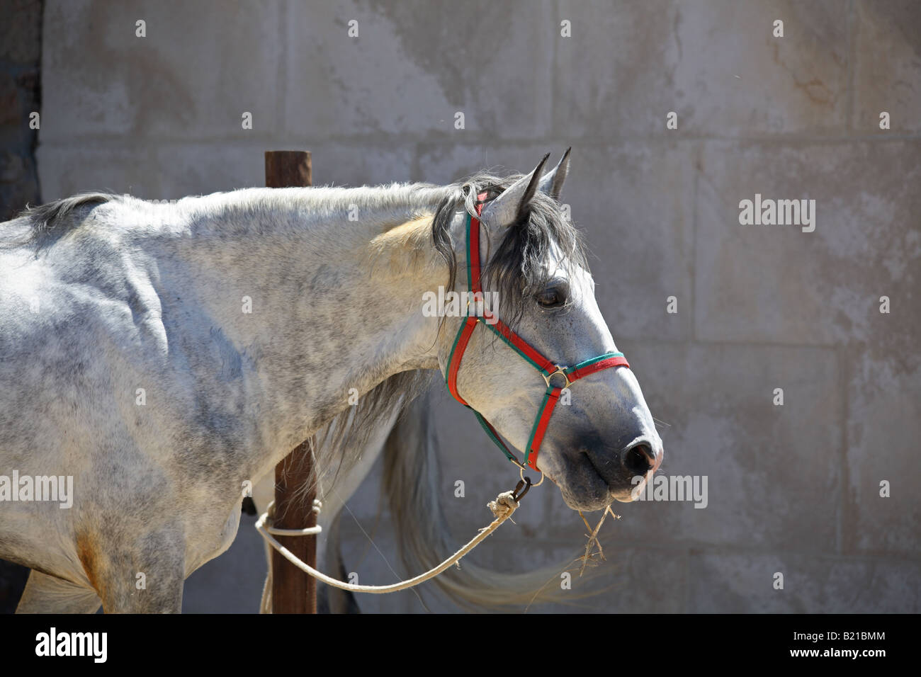 Ein grauen und weißen Pferd an einen Pfahl gebunden Stockfoto