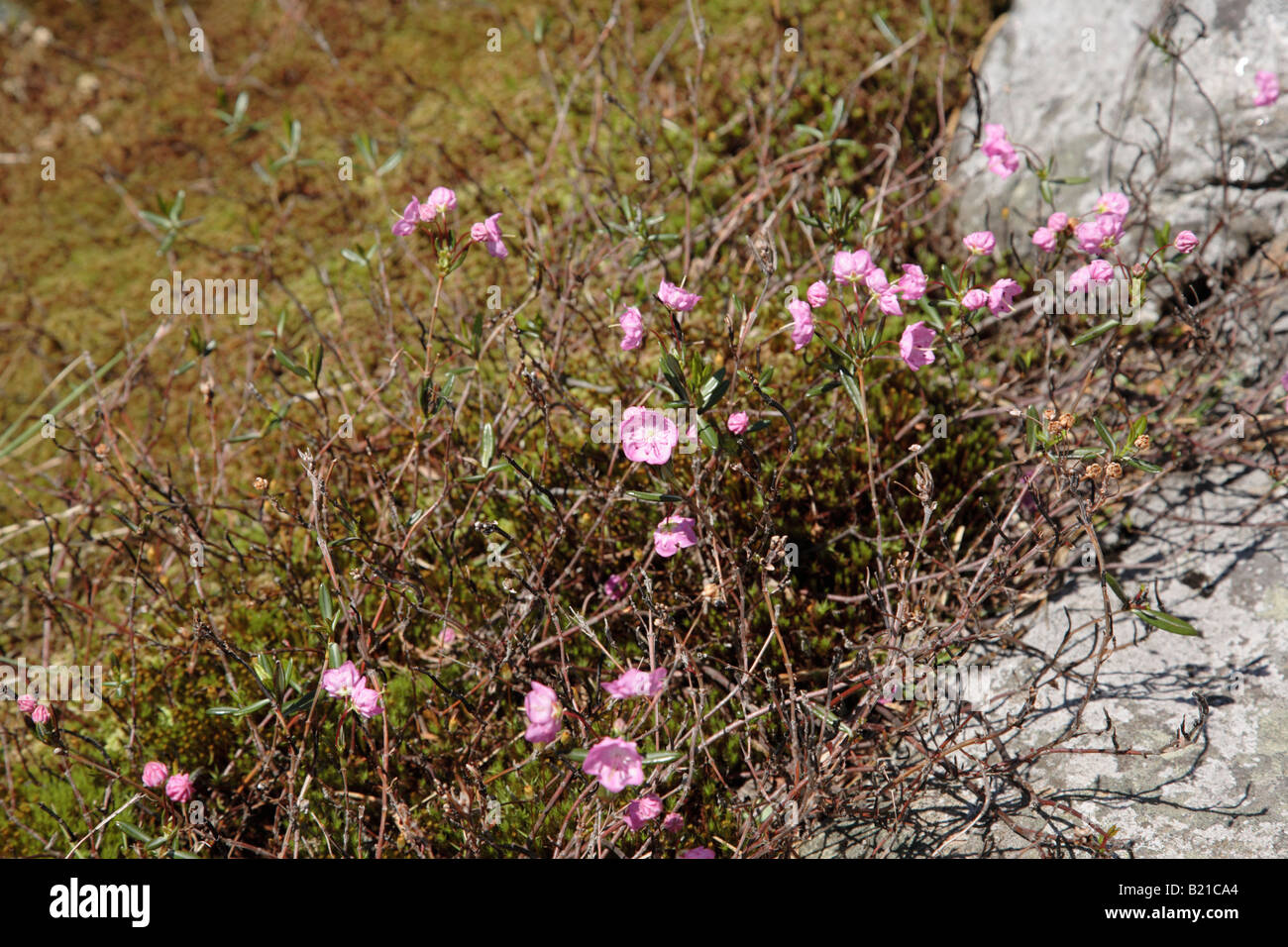 Moor Laurel Kalmia polifolia Stockfoto