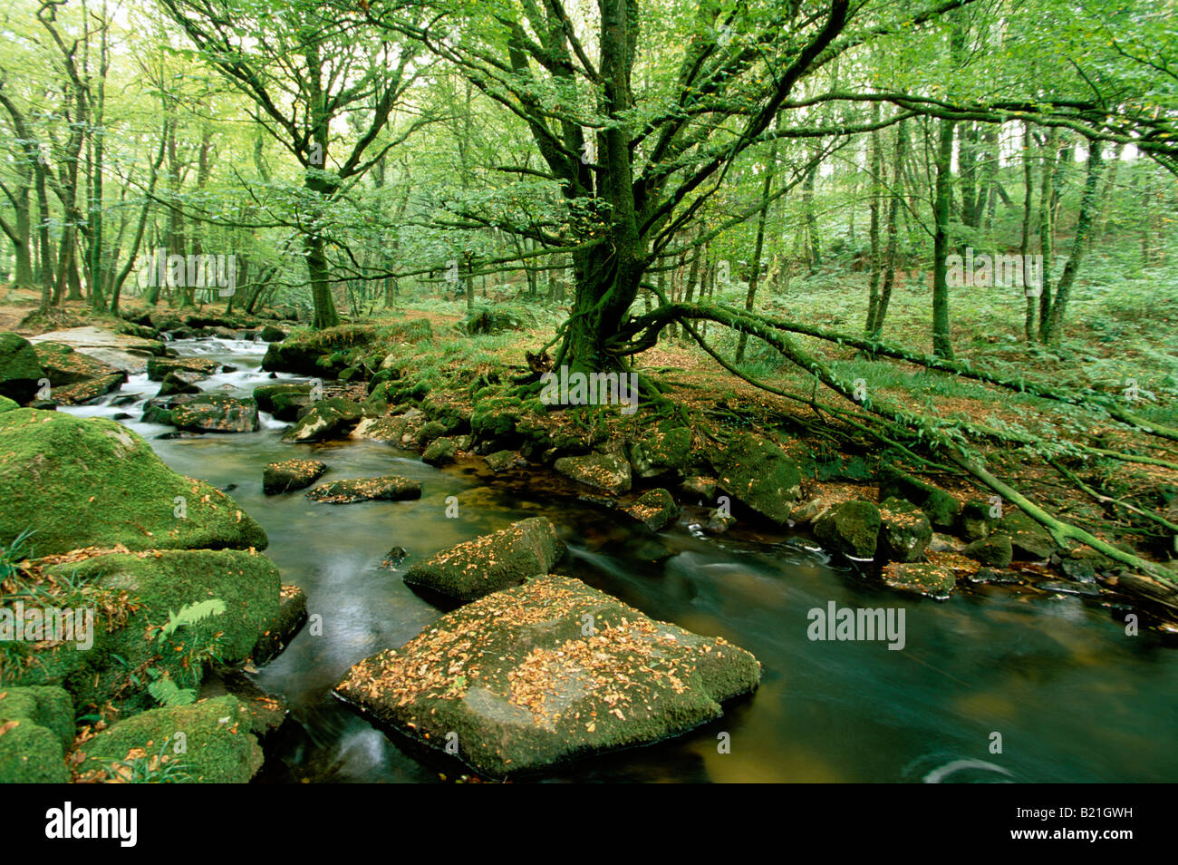 Mystische Golitha Fluss Fowey s fällt in Bodmin Moor Cornwall England Stockfoto