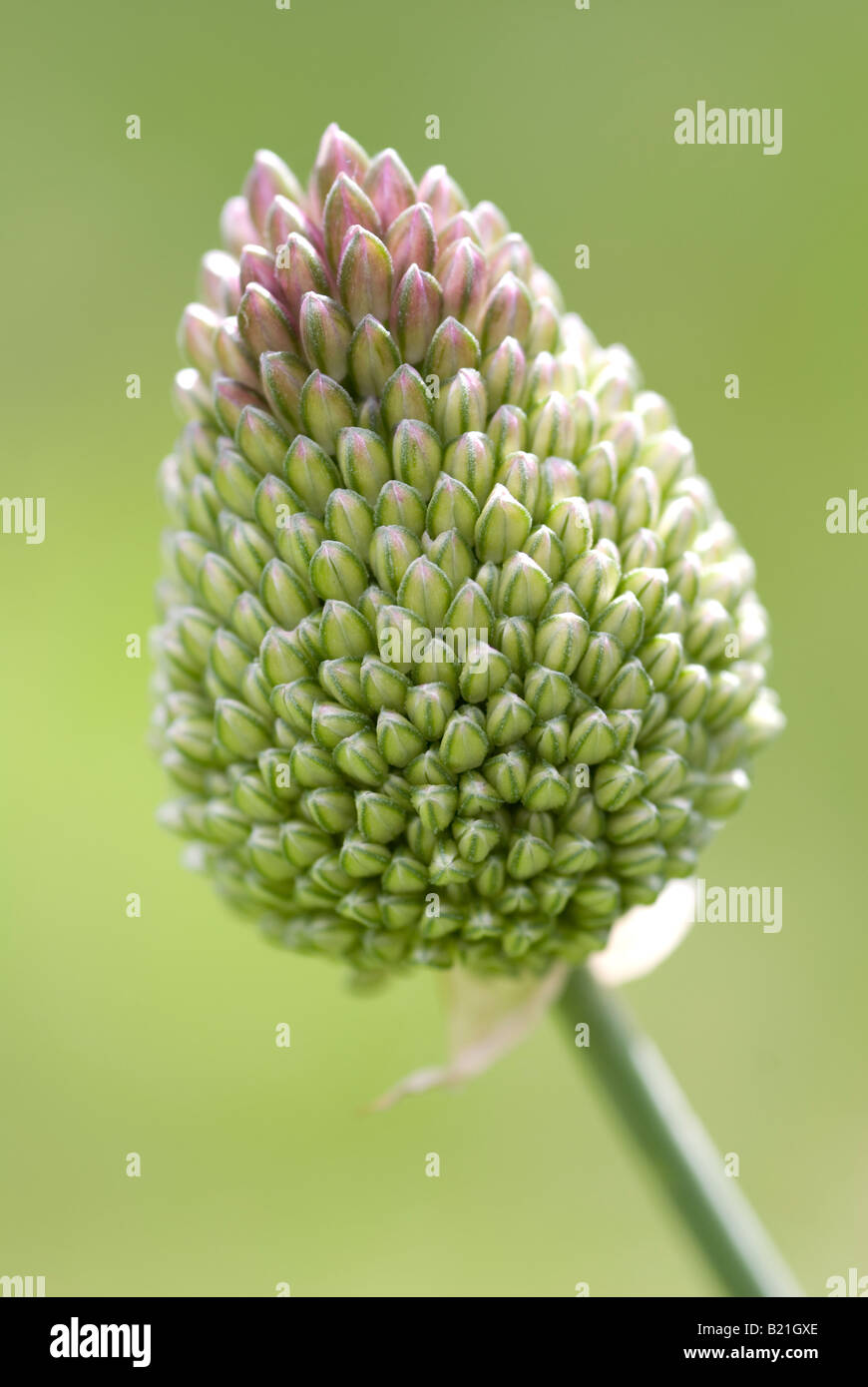 Blütenstand von Allium vor Eröffnung Stockfoto