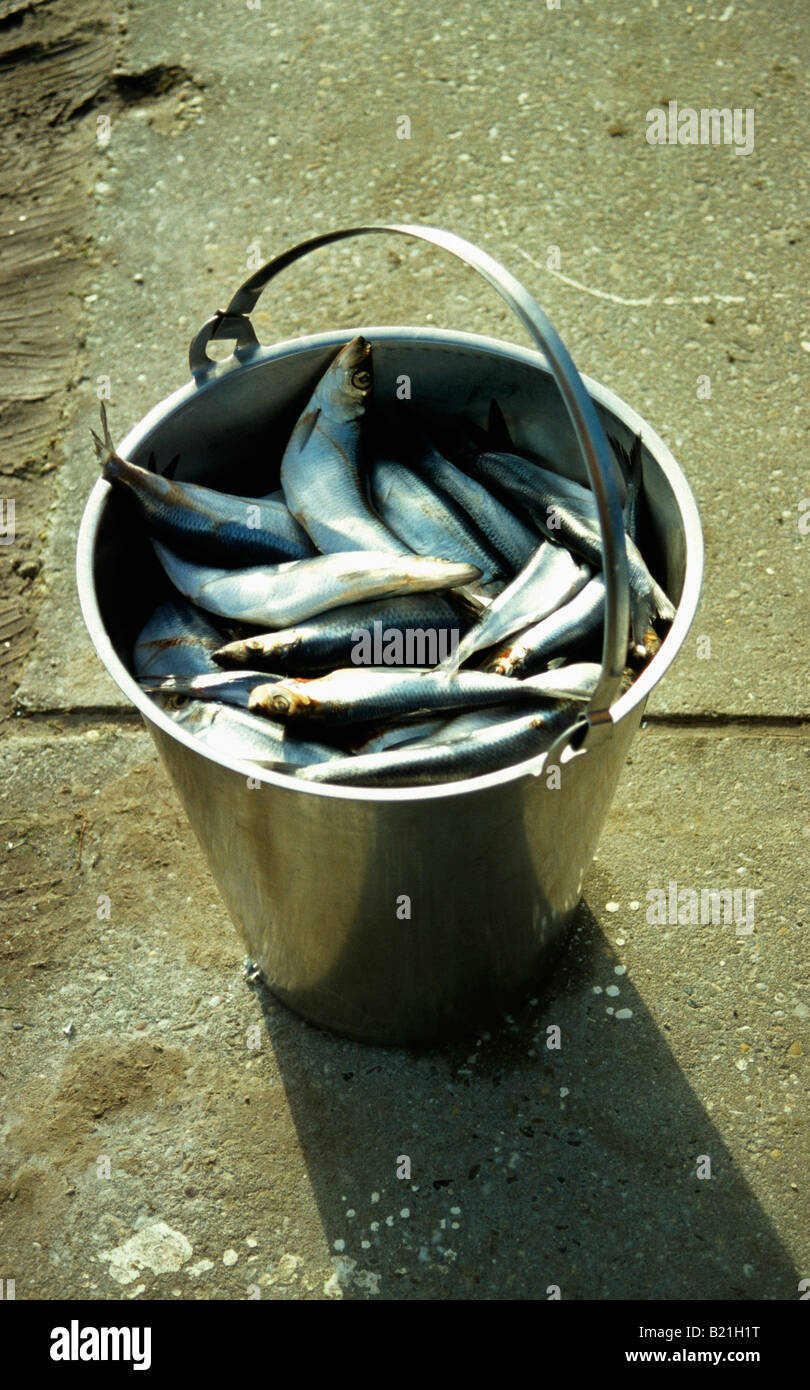 Eimer mit Fisch Stockfoto