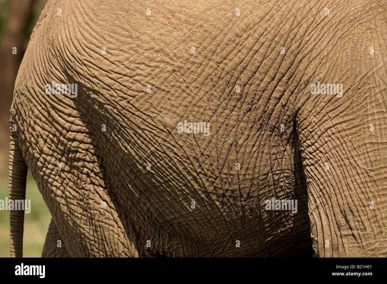 Detail der Elefant Loxodonta Africana Lake Manyara Nationalpark Tansania der Haut Stockfoto