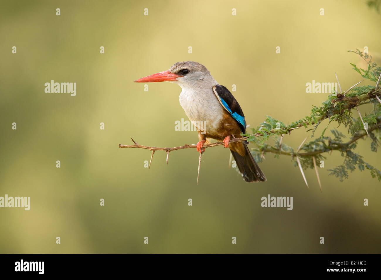 Graue Spitze Kingfisher Halcyon Leucocephala Lake Manyara Nationalpark Tansania Stockfoto