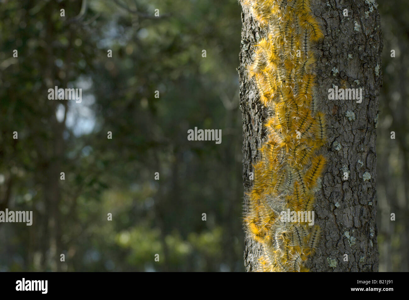 Pachymeta Robusta Msasa Falter Raupe Raupen Motte Schmetterling gelb orange schöne haarige Larve Larven Cluster auf Msasa Stockfoto