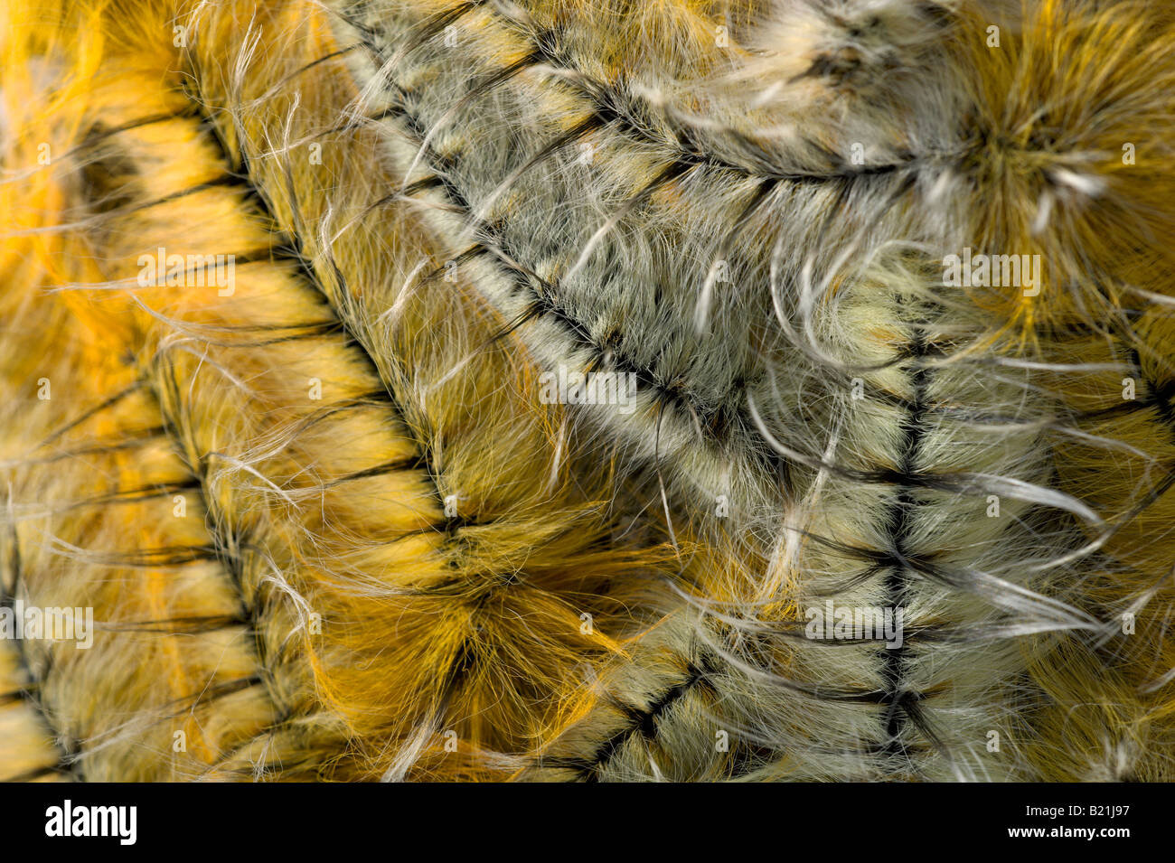 Pachymeta Robusta Msasa Falter Raupe Raupen Motte Schmetterling gelb orange schöne haarige Larve Larven Cluster auf Msasa Stockfoto