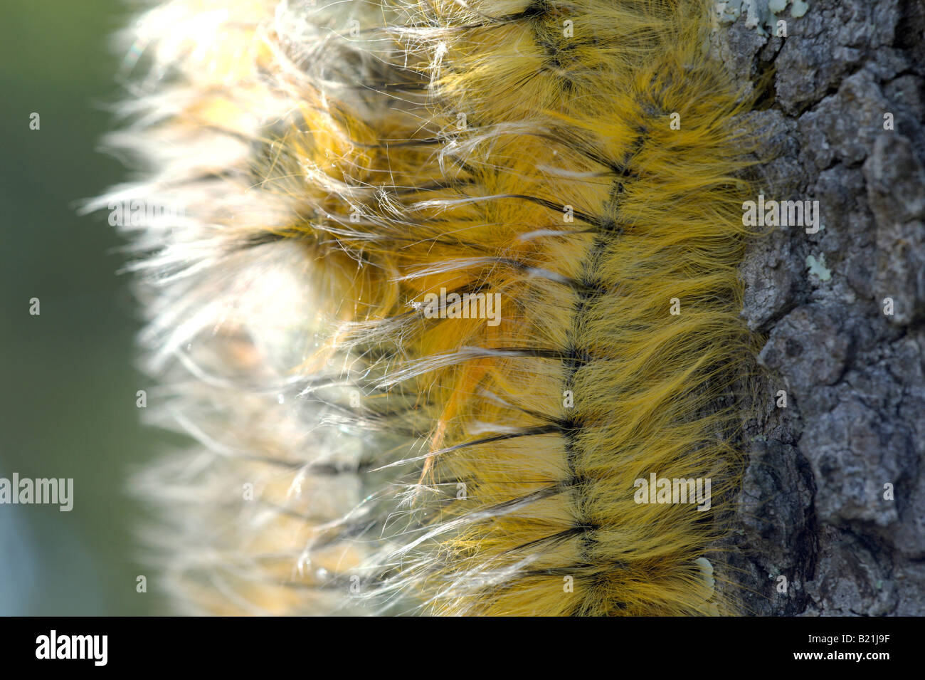 Pachymeta Robusta Msasa Falter Raupe Raupen Motte Schmetterling gelb orange schöne haarige Larve Larven Cluster auf Msasa Stockfoto