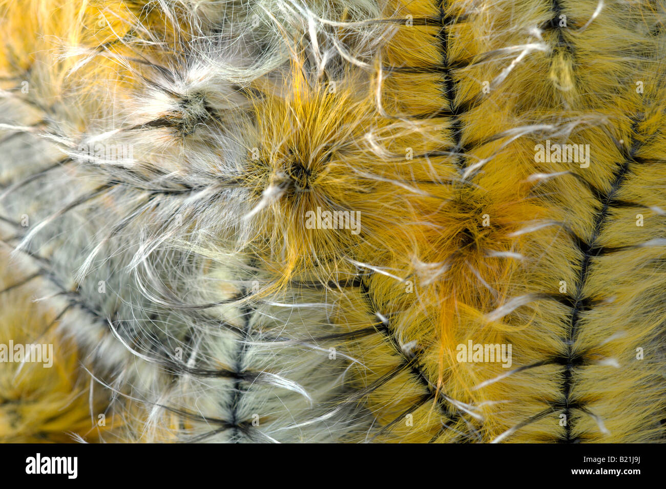 Pachymeta Robusta Msasa Falter Raupe Raupen Motte Schmetterling gelb orange schöne haarige Larve Larven Cluster auf Msasa Stockfoto