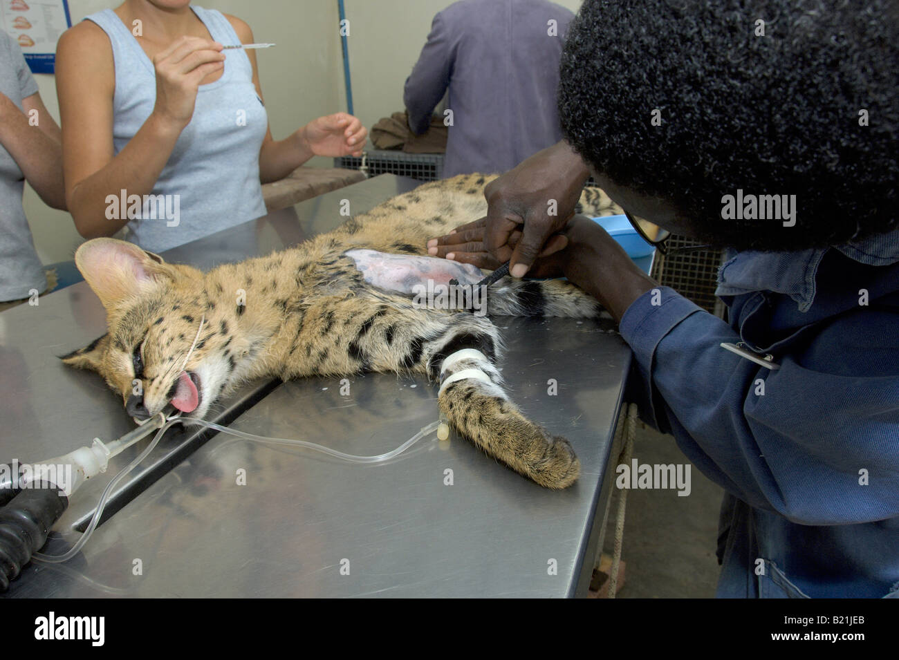 Simbabwes Tierärzte arbeiten nach einer afrikanischen Serval Katze Leptailurus Serval, dessen Bein von einem vorbeifahrenden Fahrzeug in Harare gebrochen hatte. Stockfoto