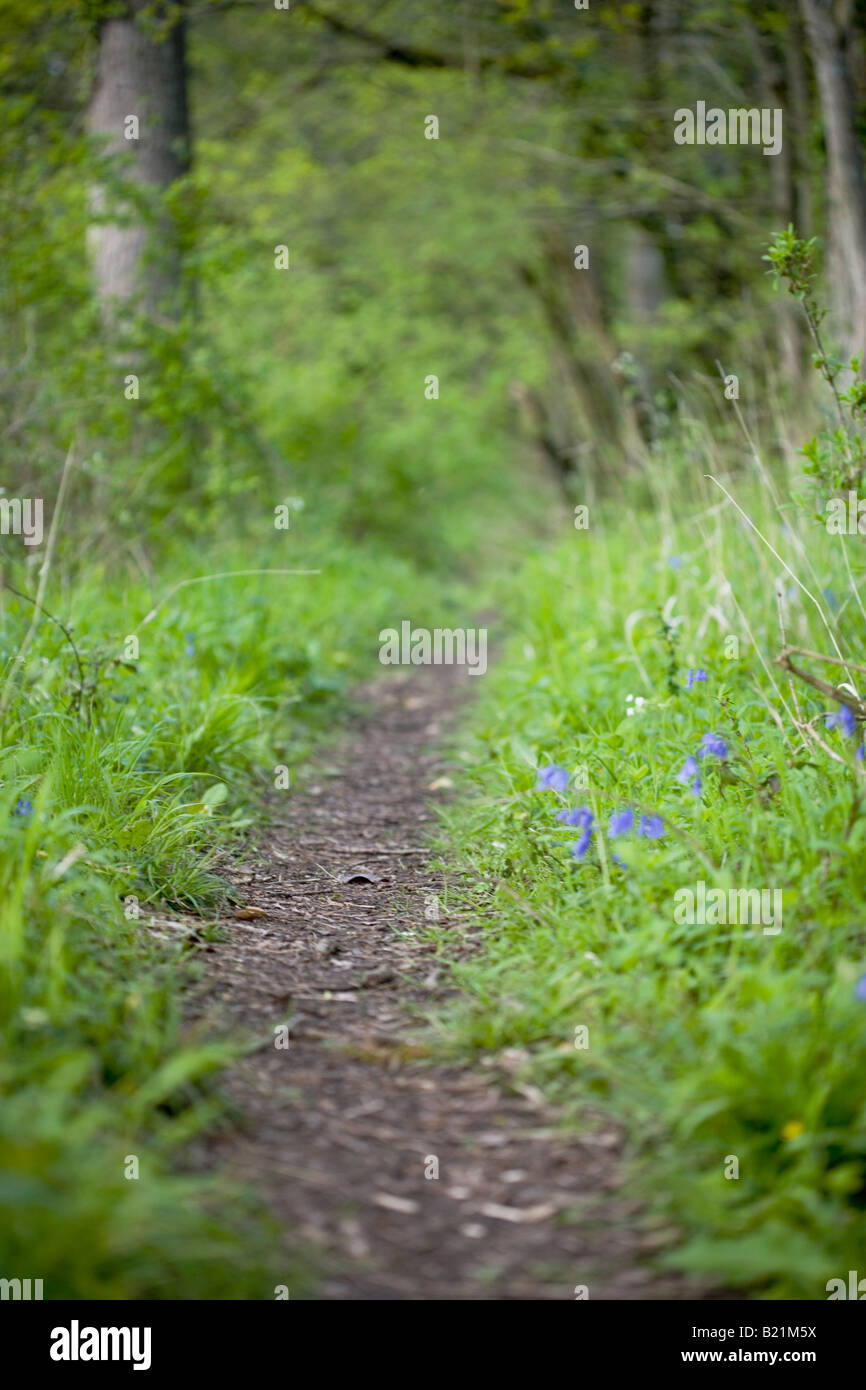 Woodland Weg, Südengland, Großbritannien Stockfoto