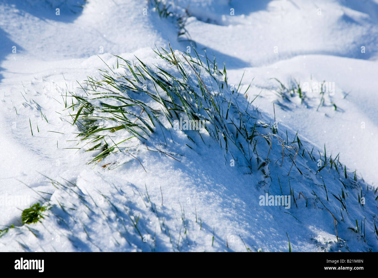 Grasbüschel stossen durch eine Schneeverwehung Stockfoto