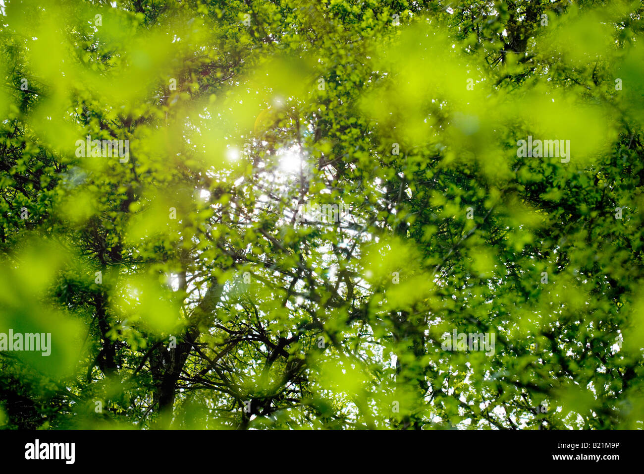 Sommer-Blätter und Laub erschossen Wald auf den britischen Inseln. Stockfoto