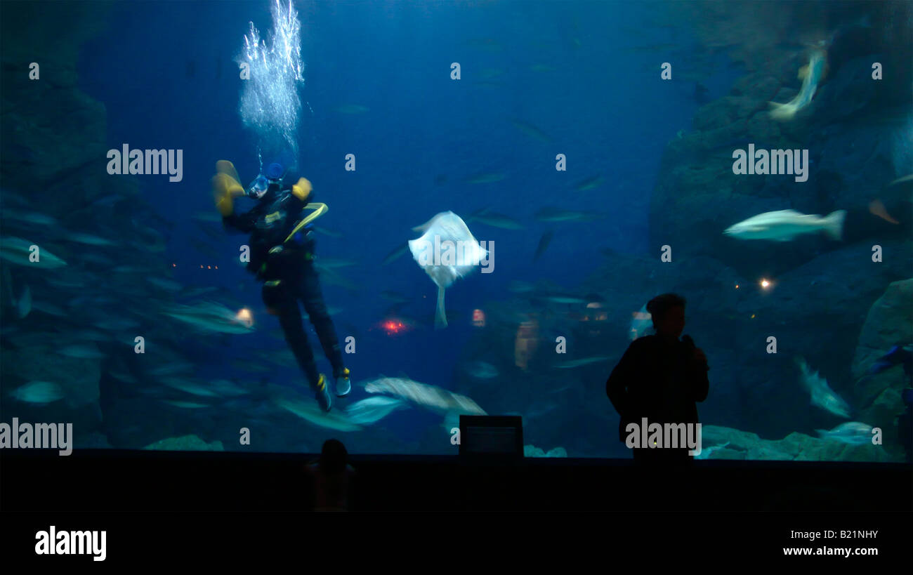 Taucher im Tank bei National Marine Aquarium in Plymouth Devon UK Stockfoto
