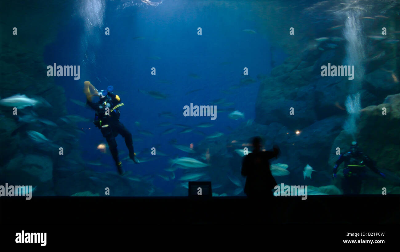 Taucher im Tank bei National Marine Aquarium in Plymouth Devon UK Stockfoto