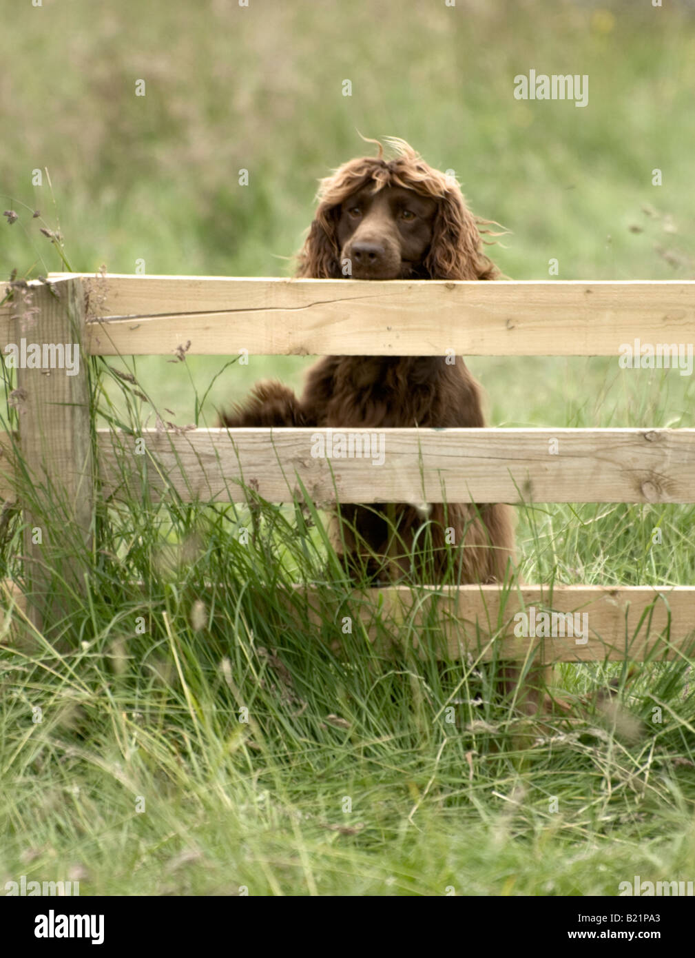 Ein Spaniel Stockfoto