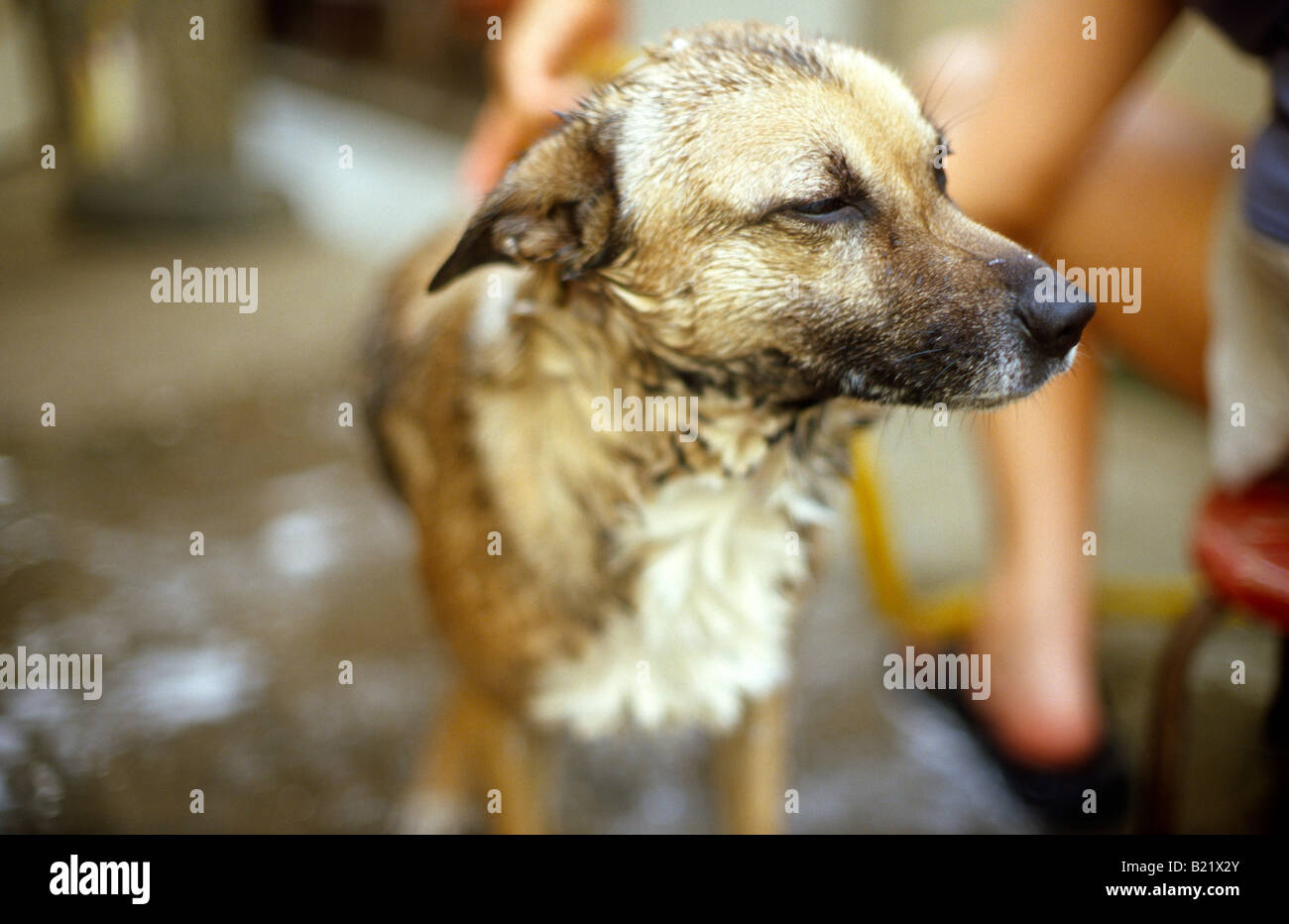 Hund auf Terrasse gewaschen. Stockfoto