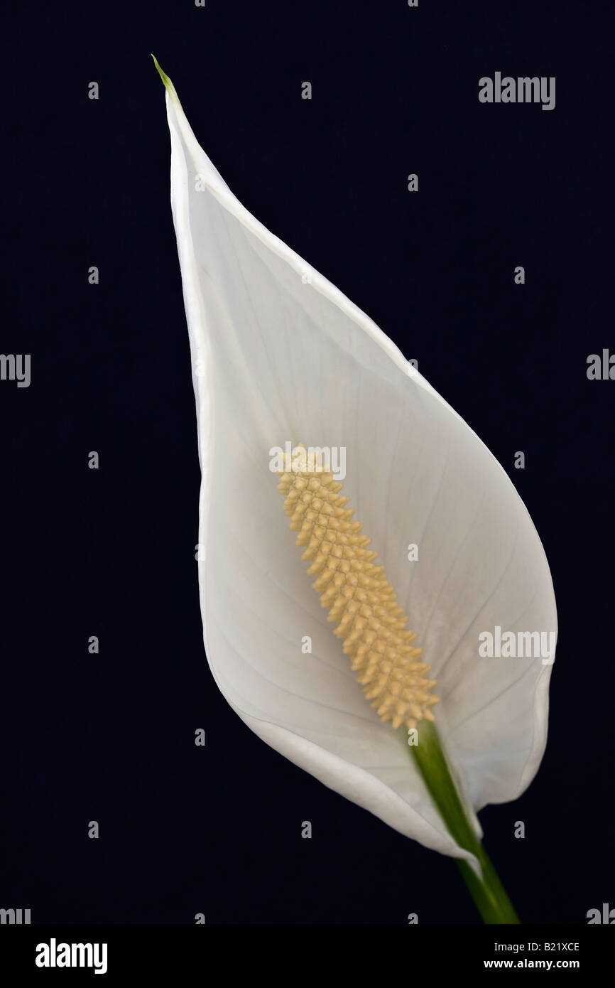 Weißes Spathiphyllum Peace Lily wallisii Detail einer Blume unscharfer Hintergrund Bilder mit sehr hoher Auflösung Bilder vertikales Format in den USA hochauflösende Bilder in den USA hochauflösende Bilder Stockfoto
