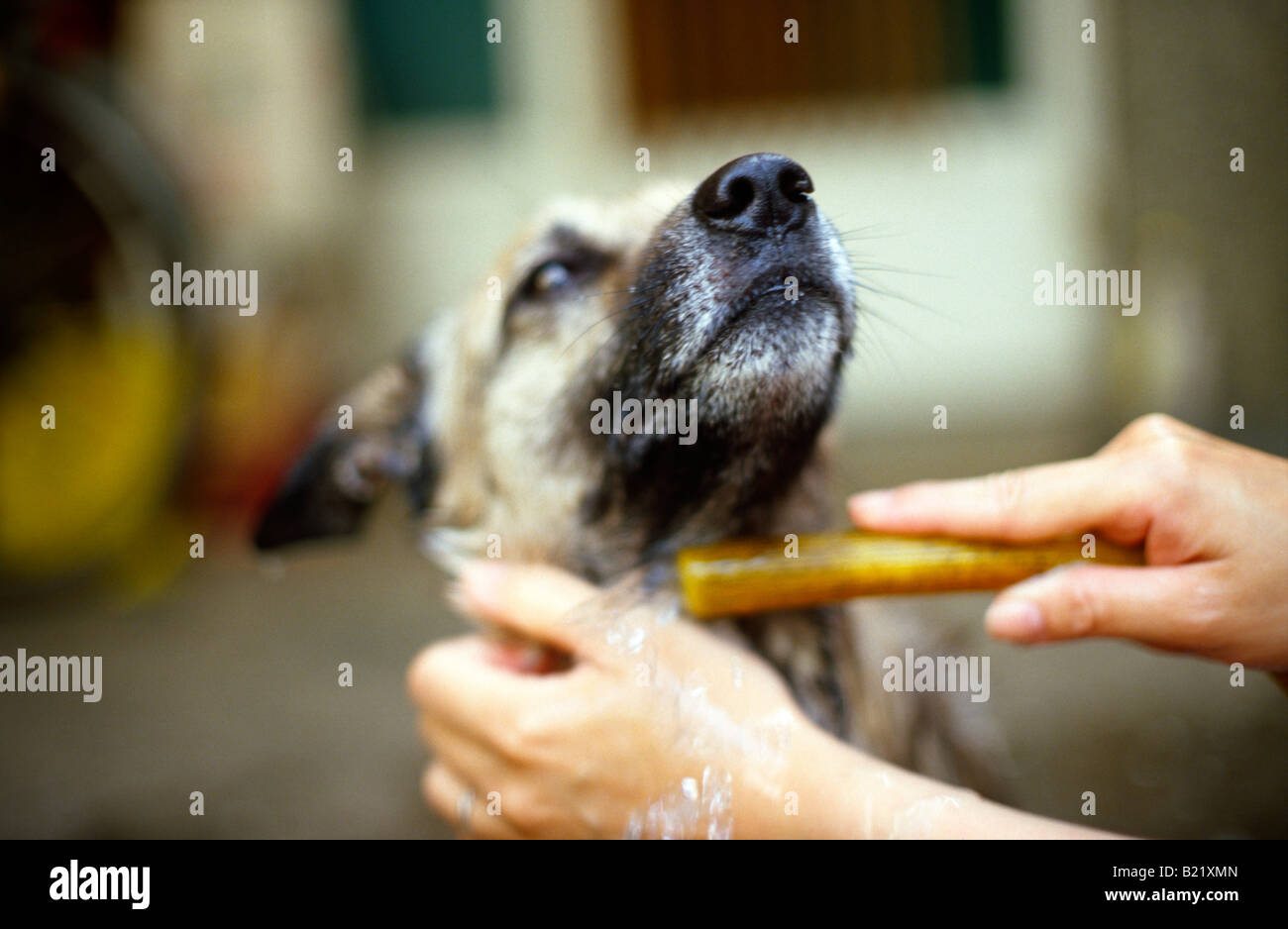 Hund auf Terrasse gewaschen. Stockfoto