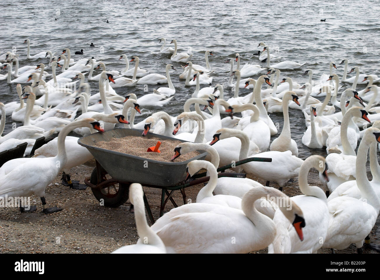 Eine Schar von Schwänen, die Fütterung an Abbotsbury Swannery, Dorset, England Stockfoto