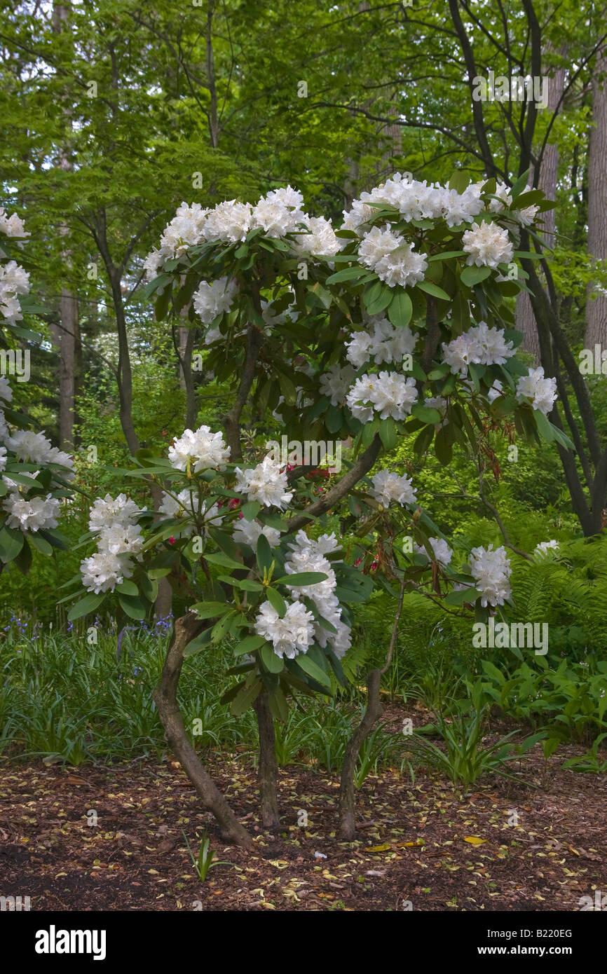 rhododendron scyphocalix Sonata