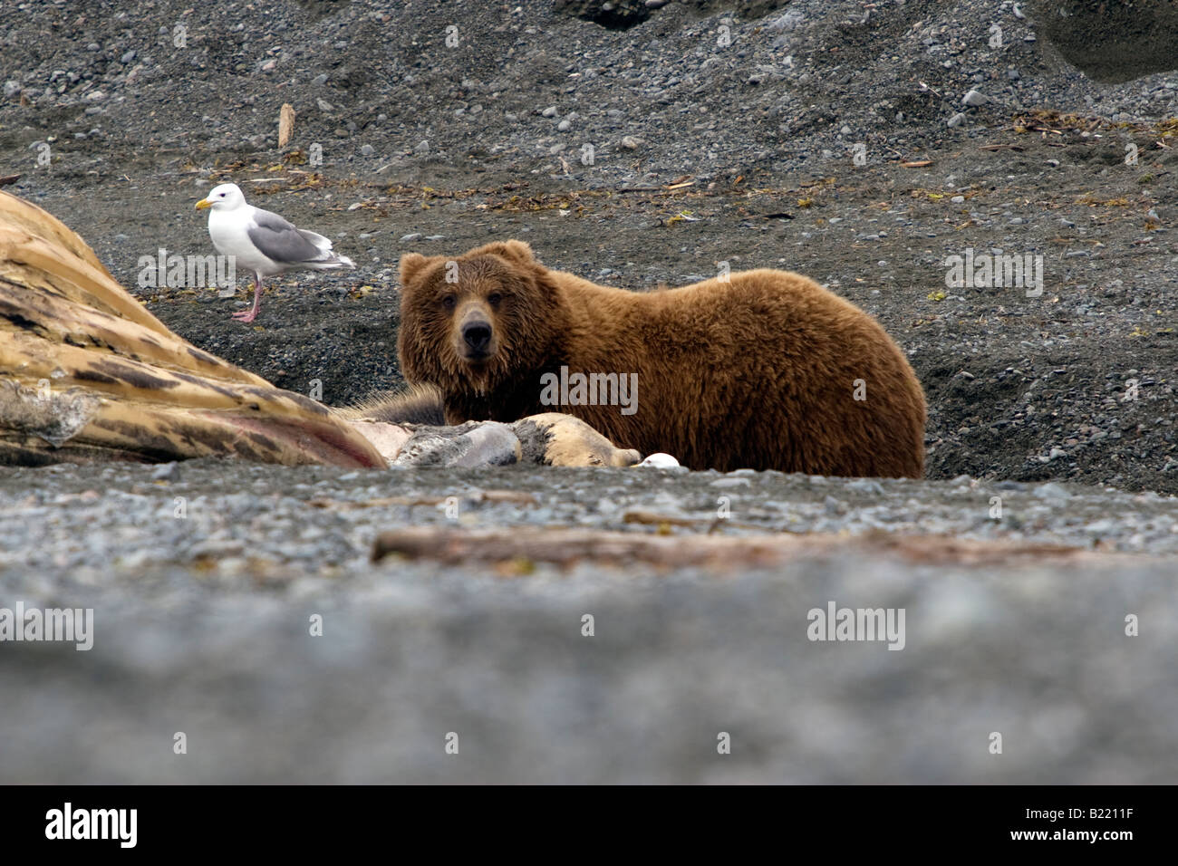 Coastal Braunbär, DNA, die im Zusammenhang mit Grizzly, Fütterung aus einem Walkadaver am Strand in Katmai Nationalpark & zu bewahren. Stockfoto