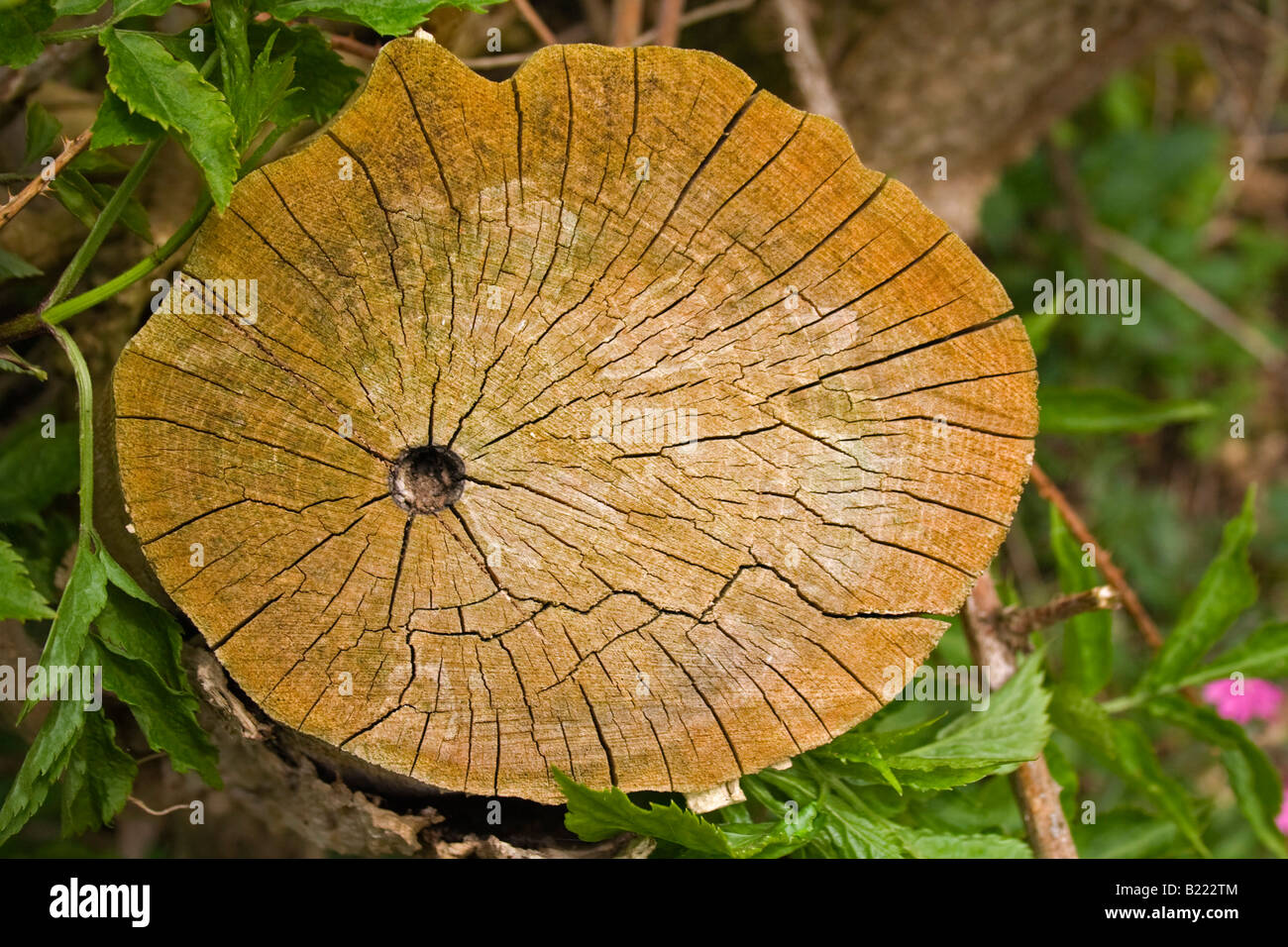 gesägte Baumstumpf Stockfoto