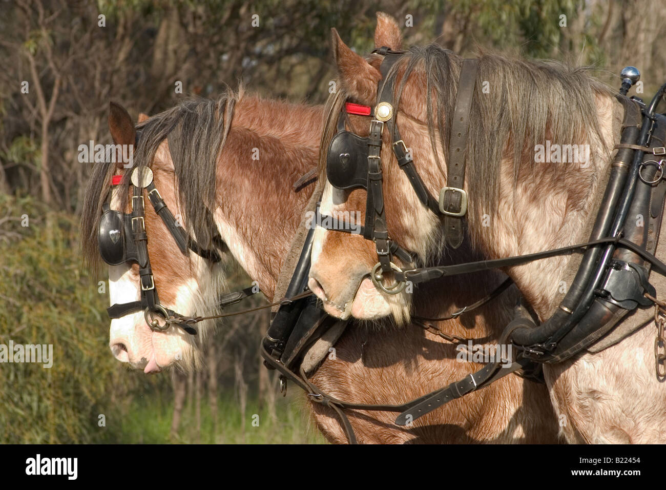 Clydesdale Pferdeköpfe mit Scheuklappen auf Stockfoto