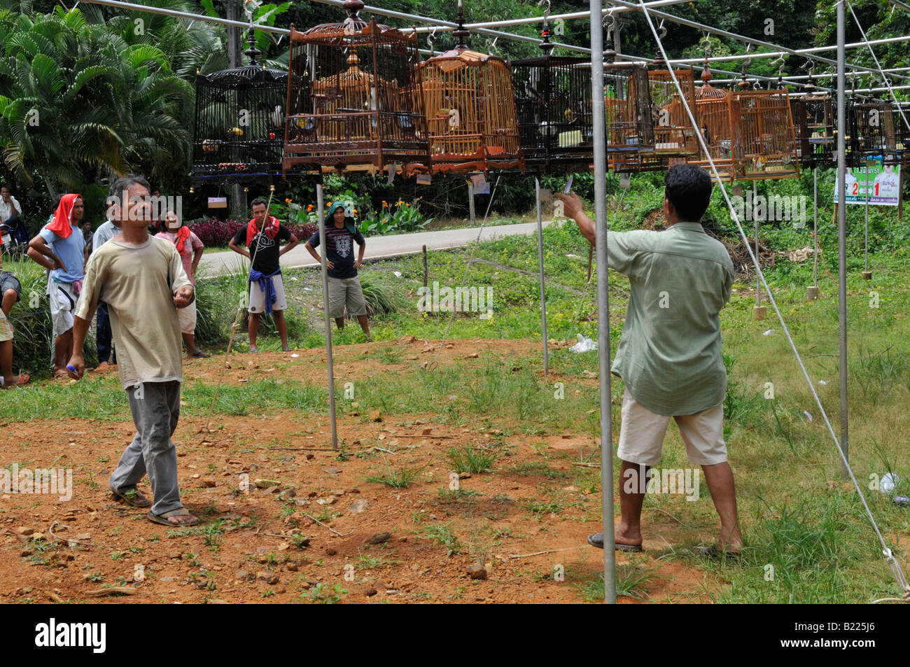 Vogel pfeifen Caged Bulbul Singvögel, Kuanmaidum Dorf, palian Bezirk, Provinz Trang, Wettbewerb, Süd-thailand Stockfoto